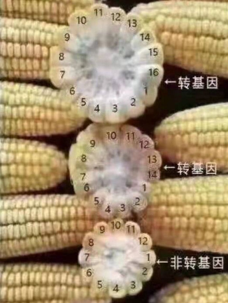 如何识别转基因玉米 12排的玉米是非转基因.