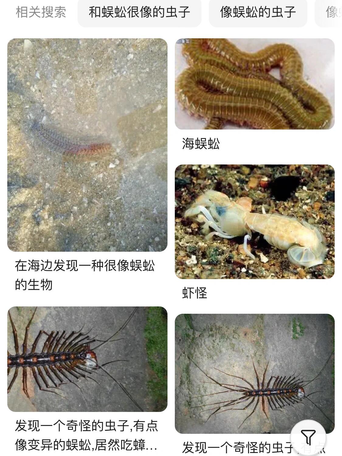 醉虾 寄生虫图片