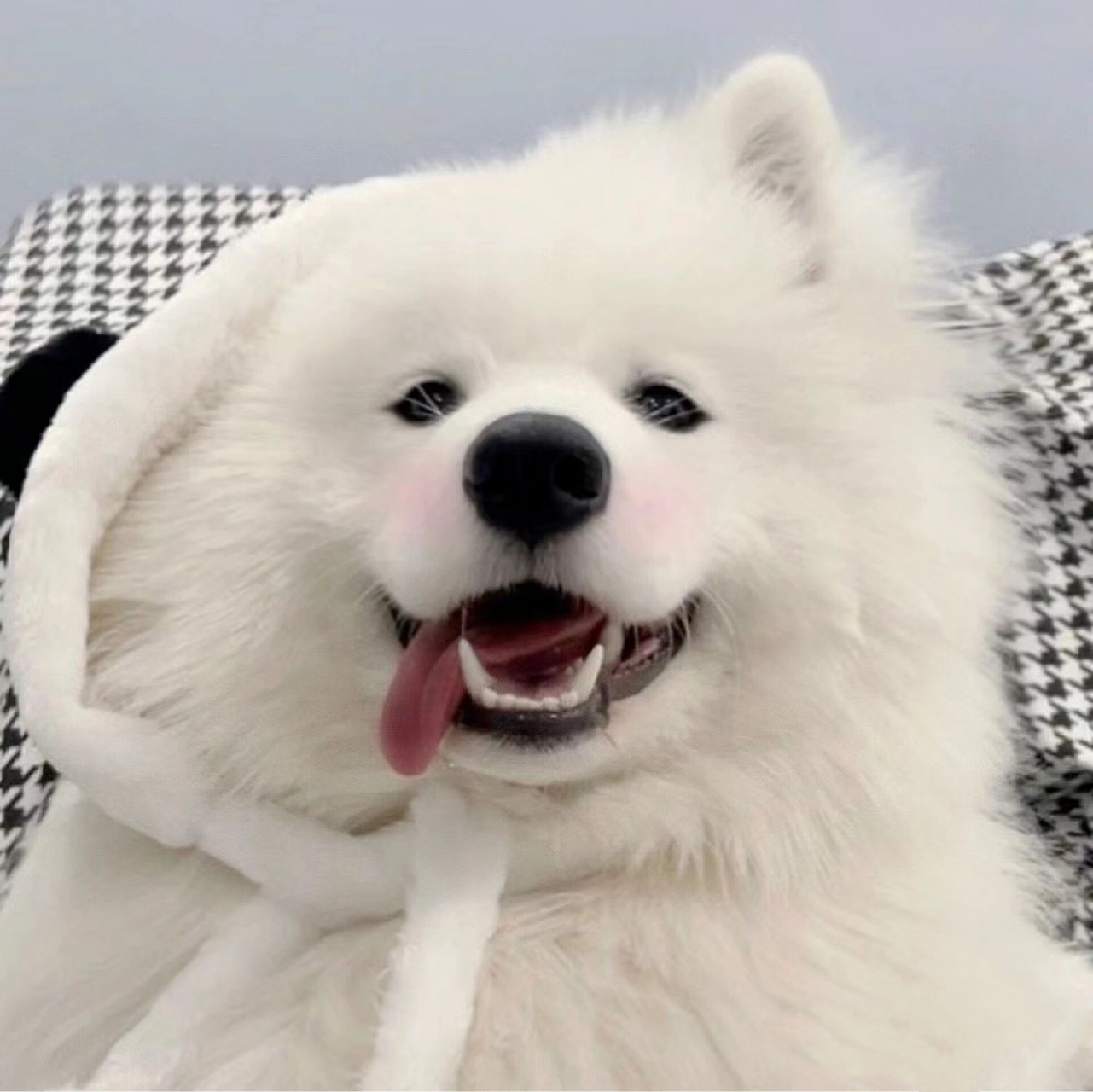 小狗头像之可爱萨摩耶