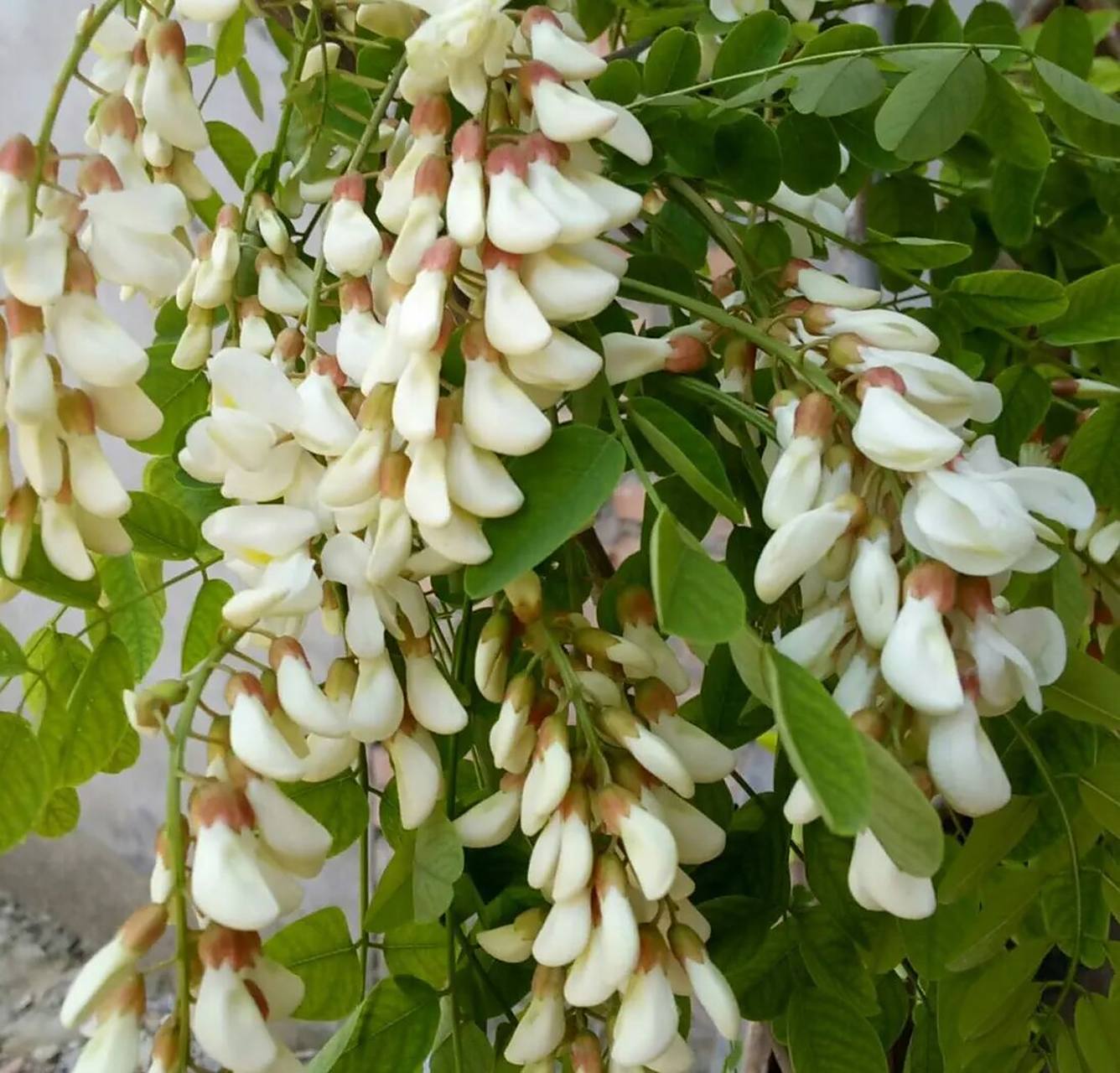 洋槐花的功效与作用 1,洋槐花可以清热凉血,止血,具有抗炎抗菌,消水肿