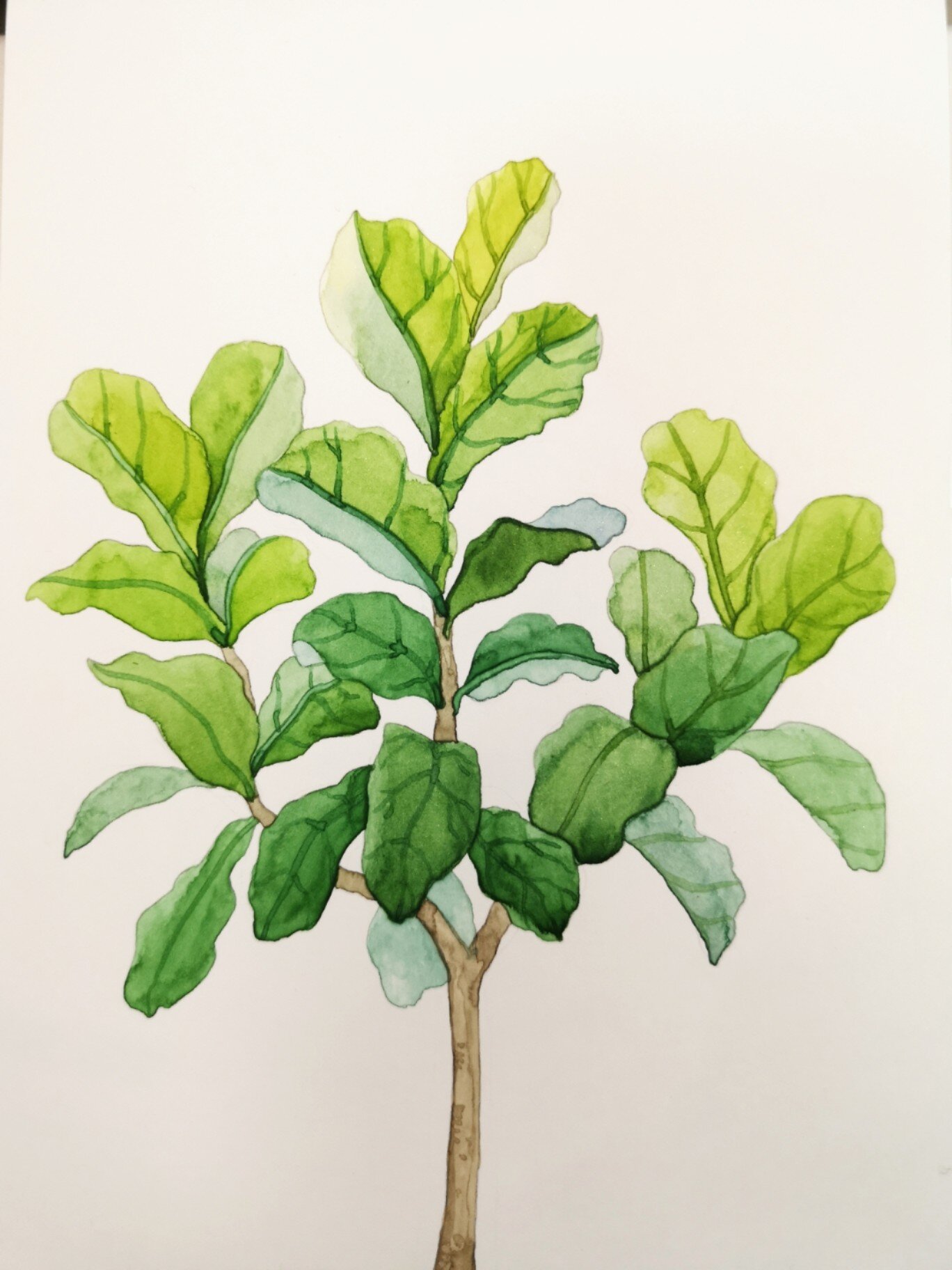 绿植琴叶榕 手绘水彩 过程 线稿