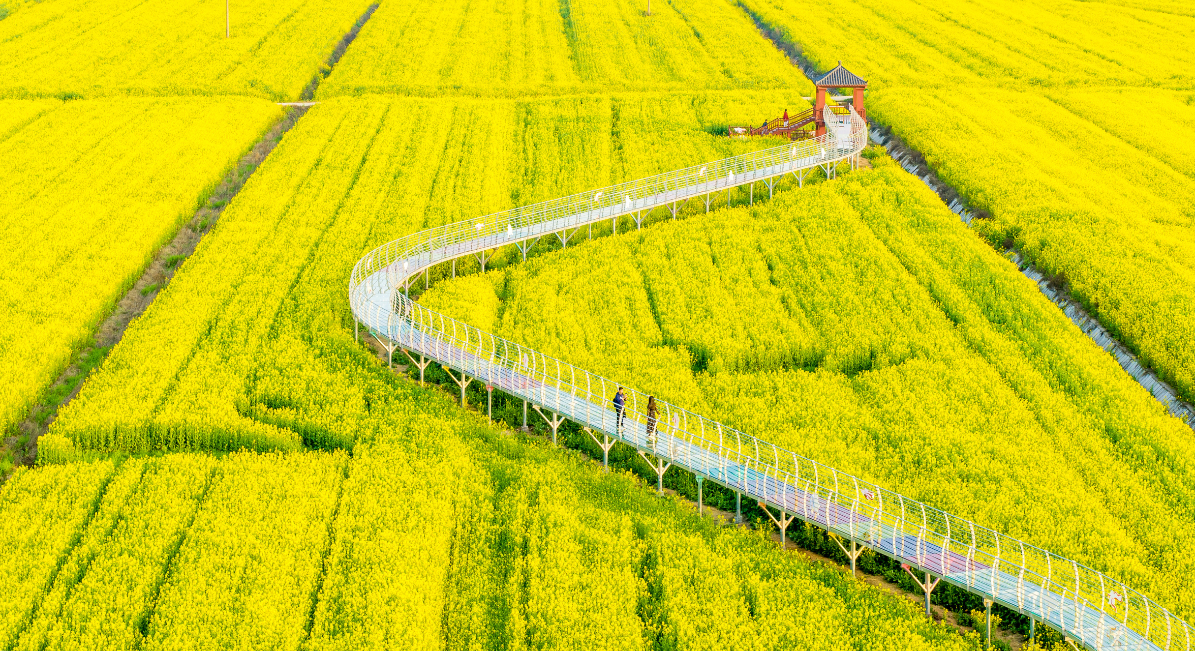 蔡甸消泗油菜花图片