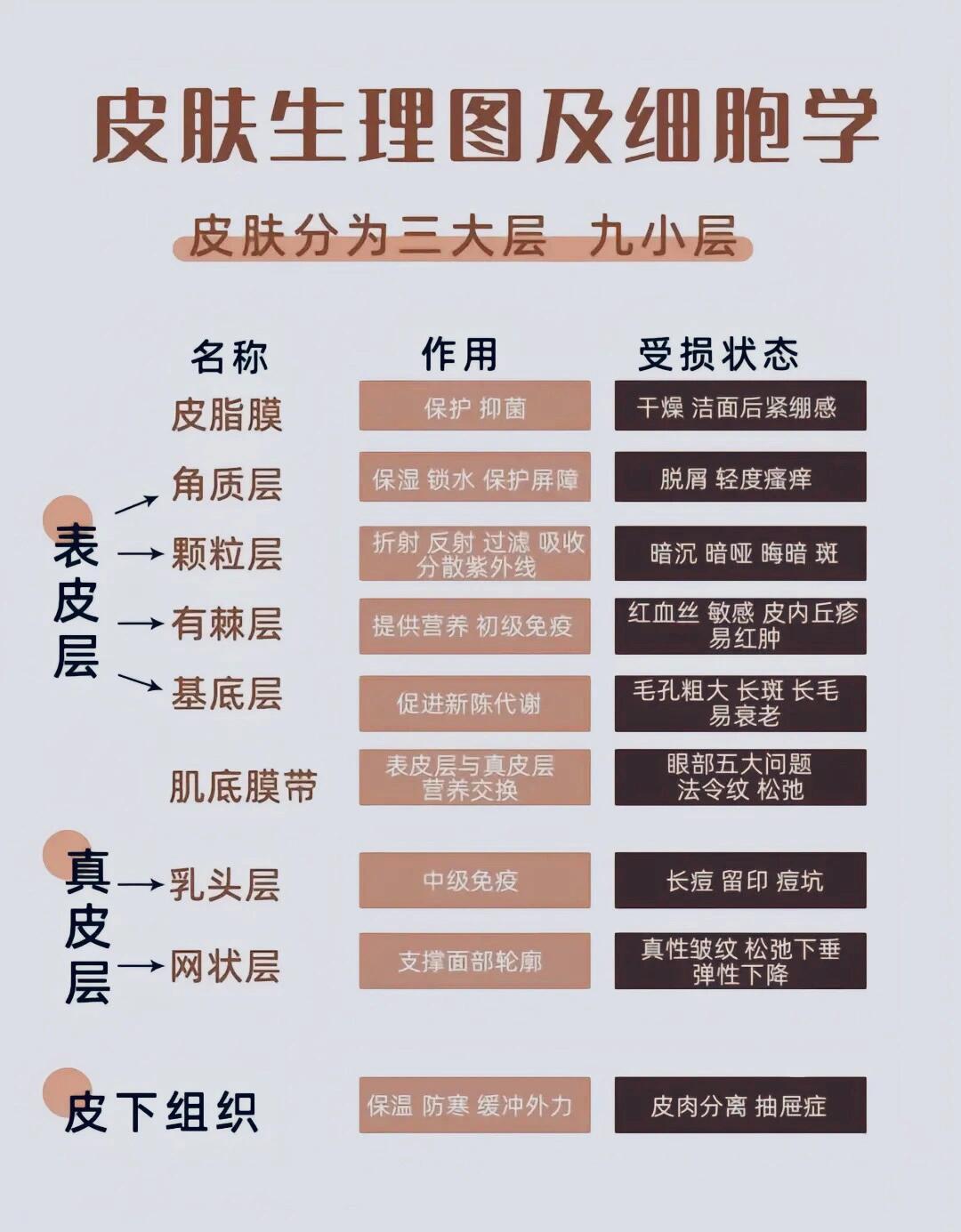 3大层:表皮层,真皮层,皮下组织  9小层:皮脂膜,角质层,颗粒层,有棘