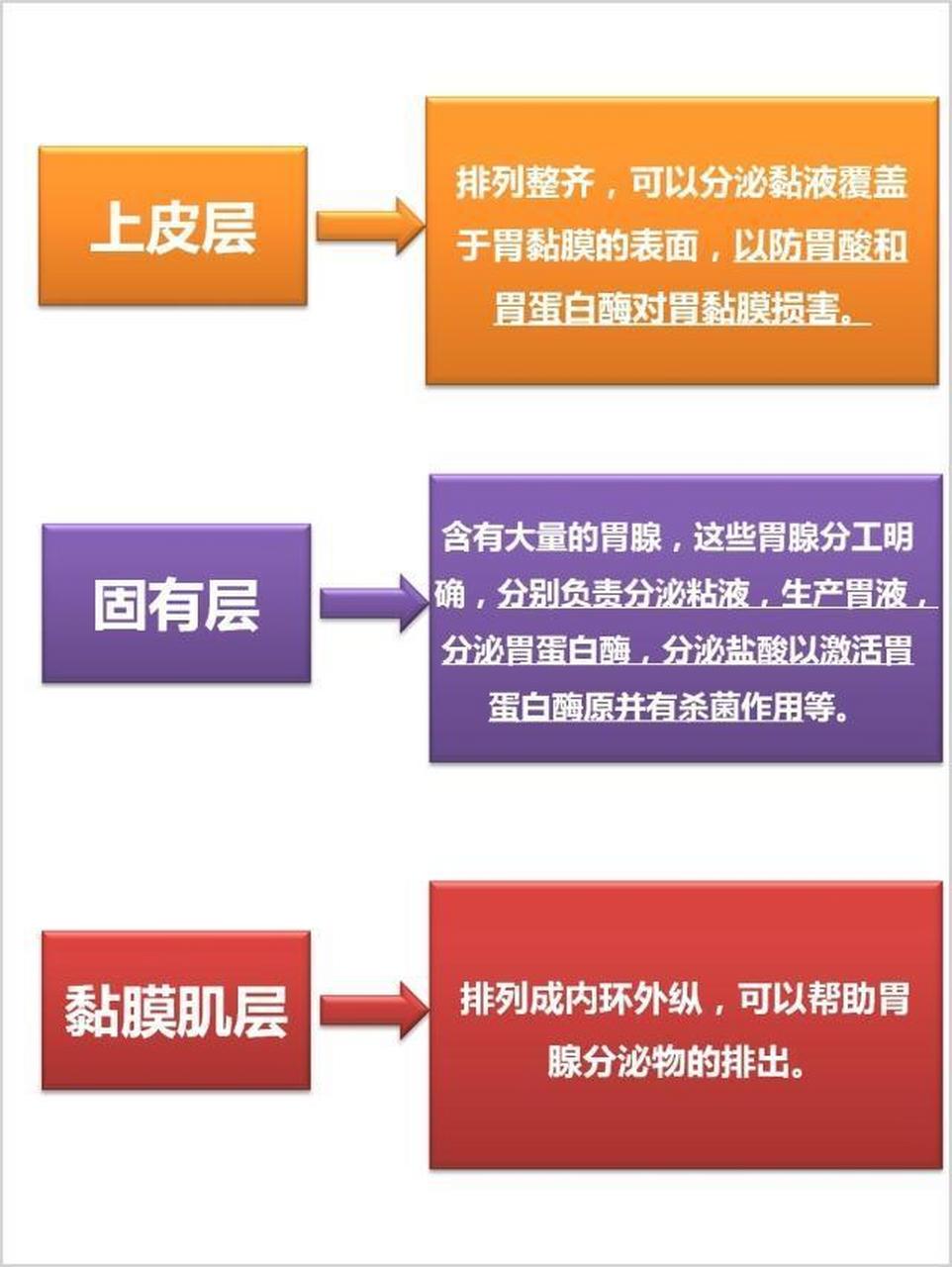 胃溃疡底部四层结构图图片