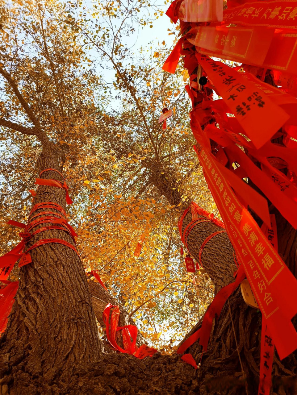 随拍胡杨美景  泽普县的金湖杨景区看胡杨林,胡杨王1400多年了,直径3.