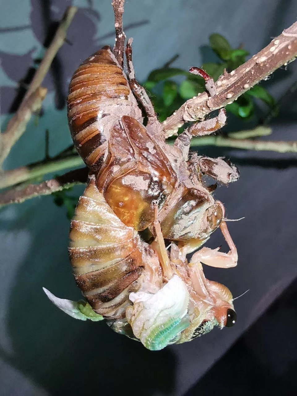 蝉的蜕变你见过么? 蜕变的过程是艰辛的,但破茧重生之后更能接近蓝天!