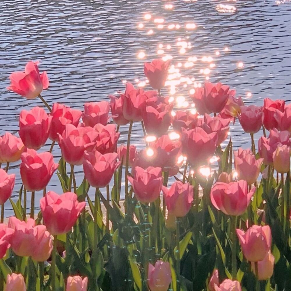 郁金香ins背景图2