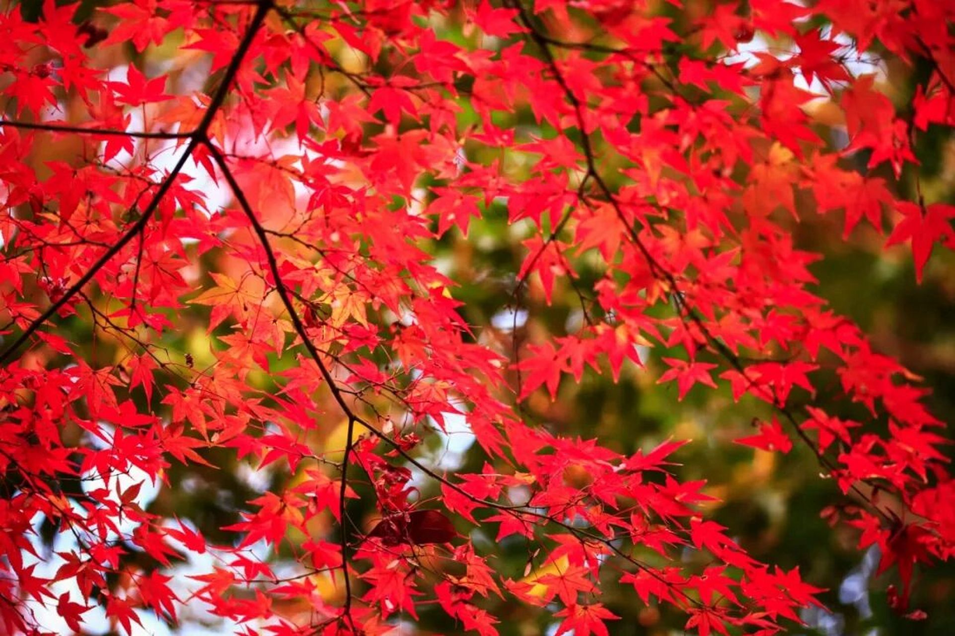 层林尽染 秋霞圃的枫叶红了 这个位于嘉定的小园林藏着这个美丽的秋天