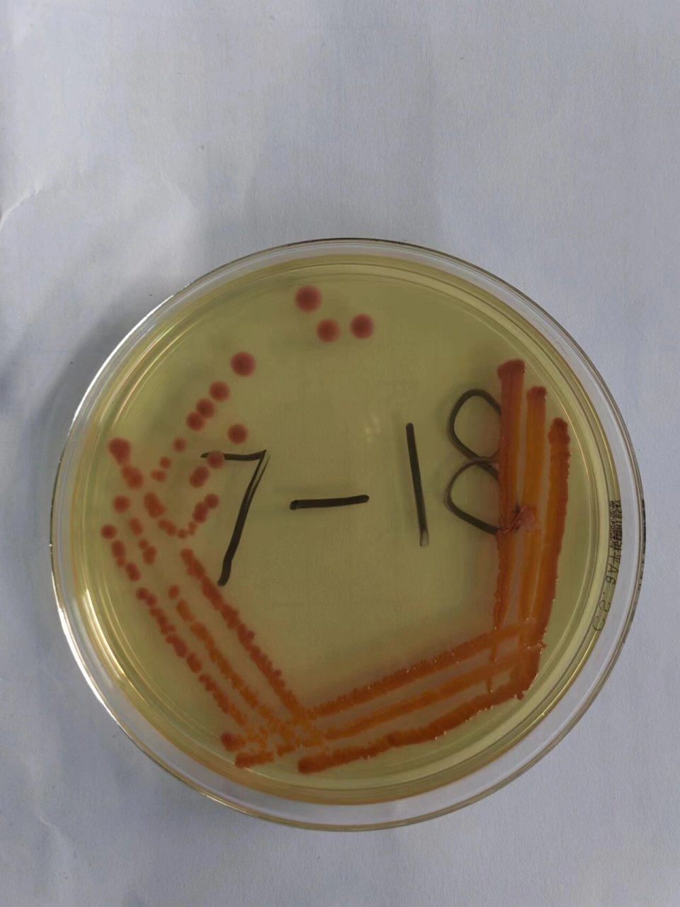 实验课之细菌平板划线分离培养法 周一做的实验,好玩的捏,第一区划得