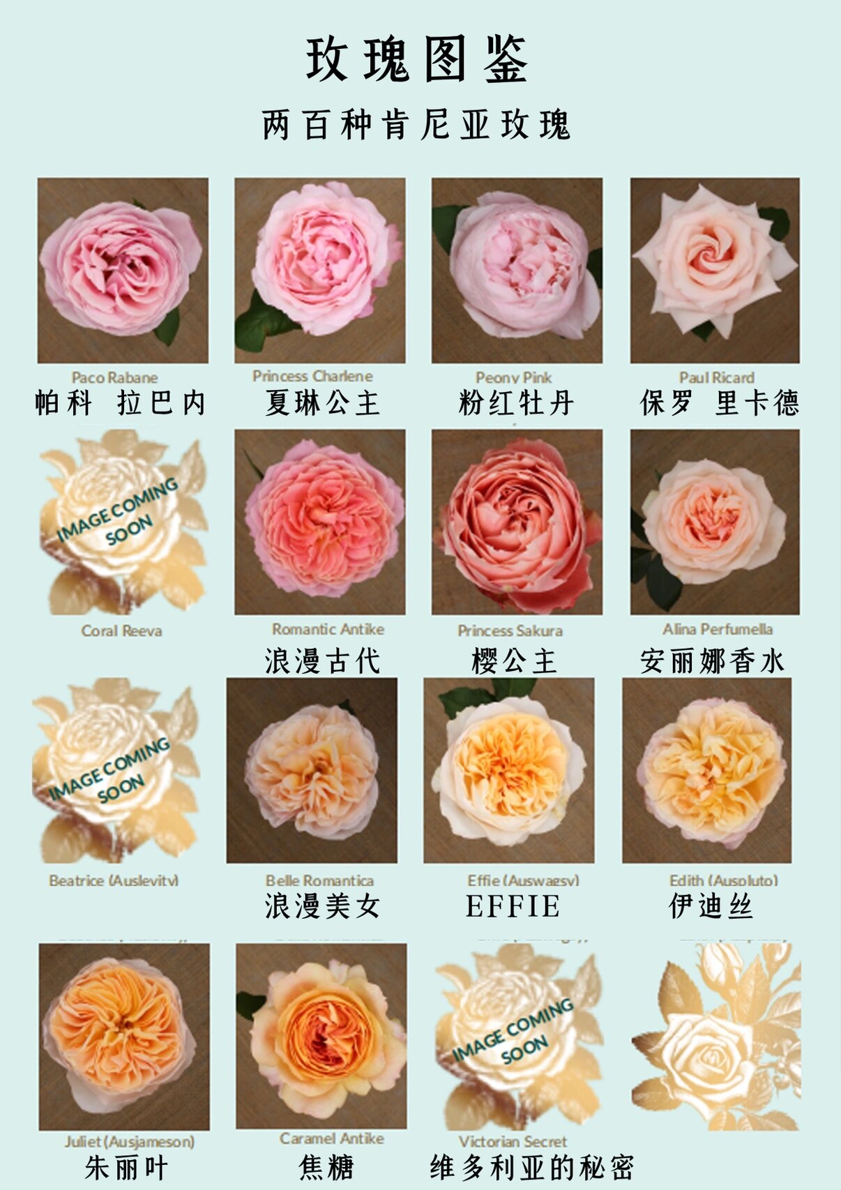 最全肯尼亚玫瑰品种大全(下