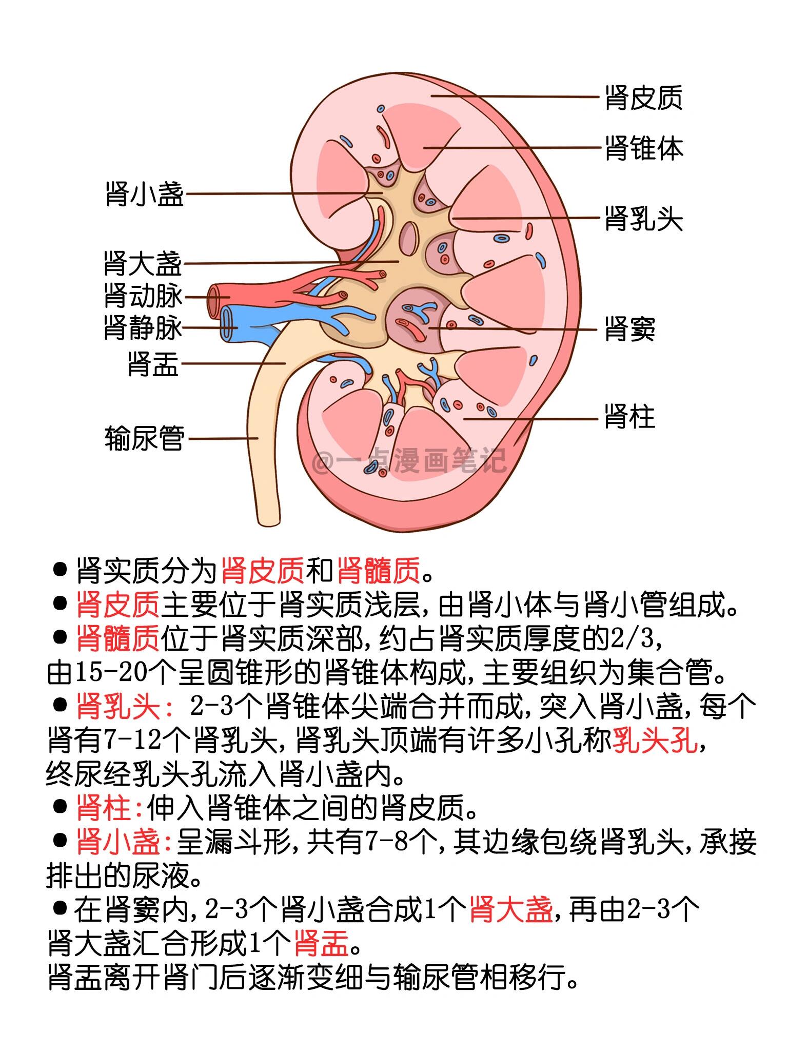 学习笔记94肾脏结构图 ·肾实质分为肾皮质和肾髓质