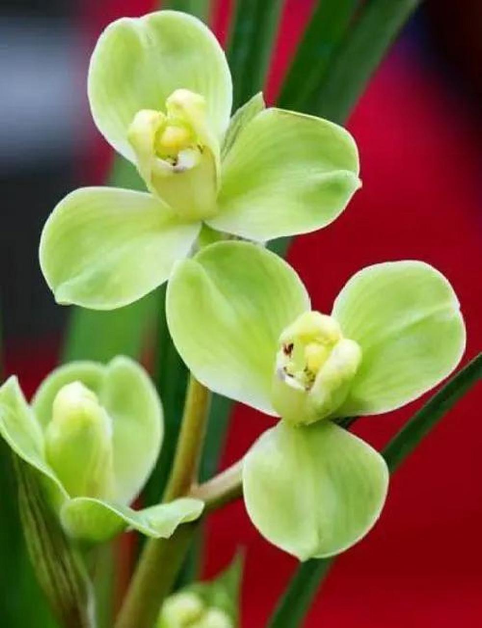 兰花极品:【玉海棠】春剑兰,历史价格曾高达100万元/株,如今跌了99%