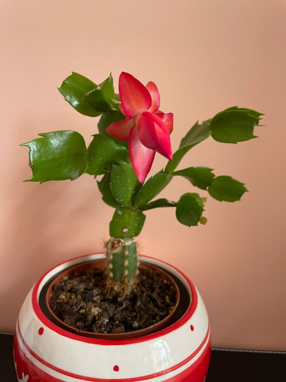 嫁接的蟹爪兰花开太美了 仙人柱嫁接的蟹爪兰,不断开出来的花朵颜色各