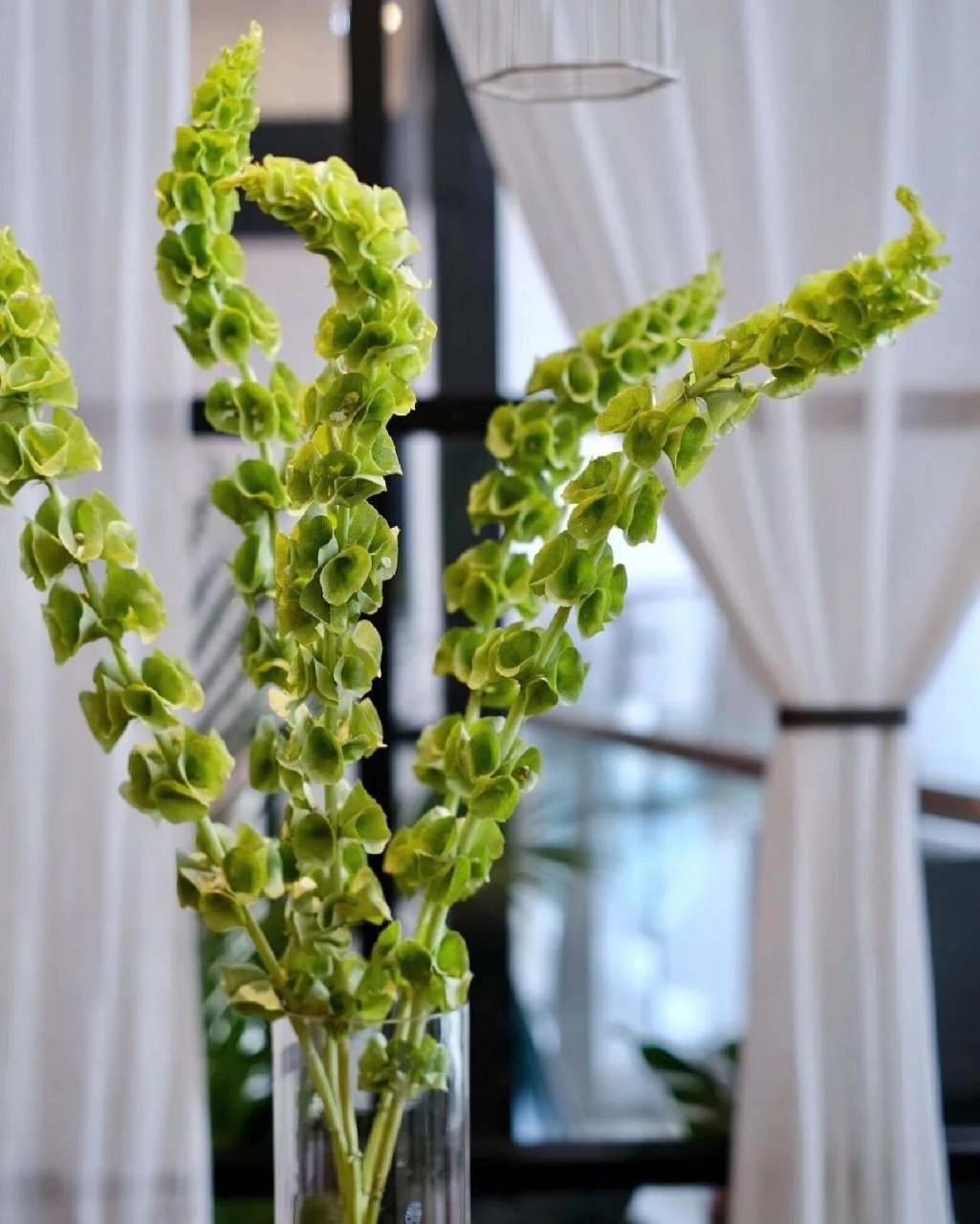 花材日记(155)——贝壳花 花语:妩媚,多娇和唯一的爱 	 花期:6-7月