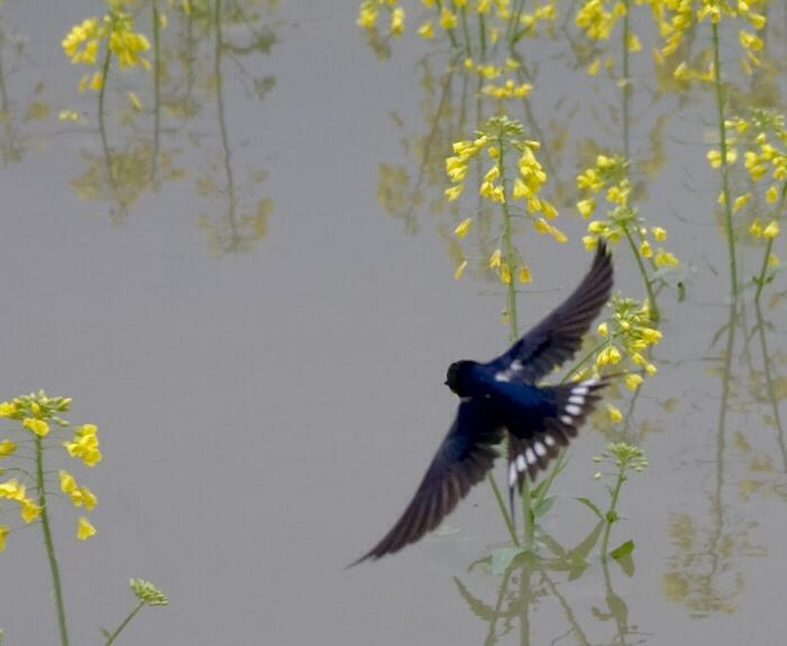 《春晚》 左纬 〔宋代〕 池上柳依依,柳边人掩扉.