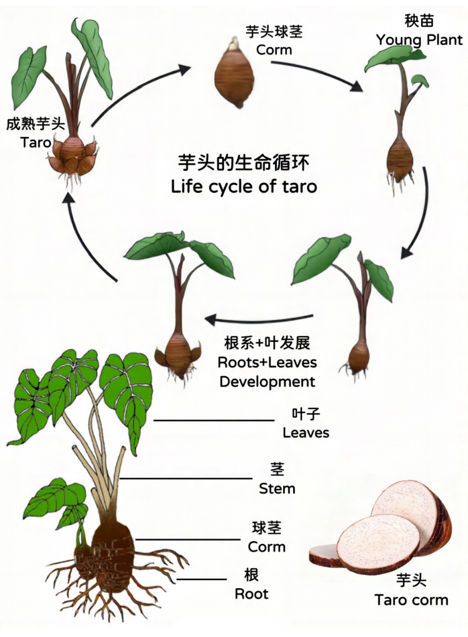 各种芋头大全图解图片