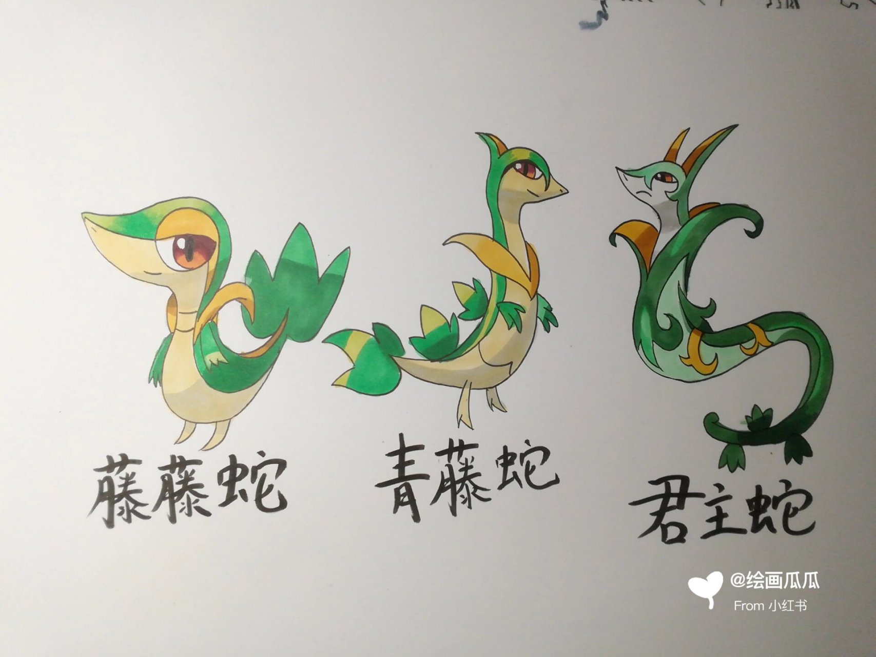 宝可梦 君主蛇进化组∽ 可爱藤藤蛇