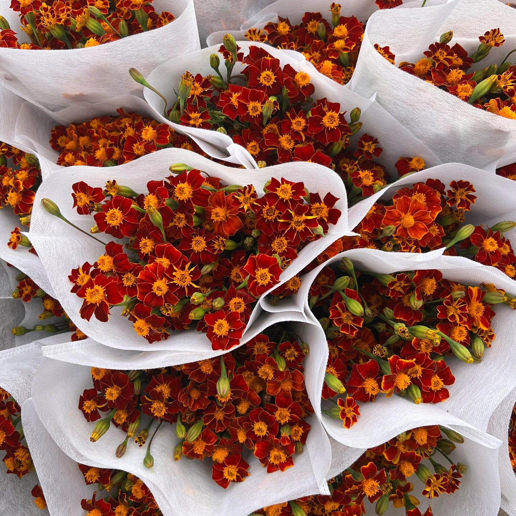 震惊,臭菊花也是一种花材!