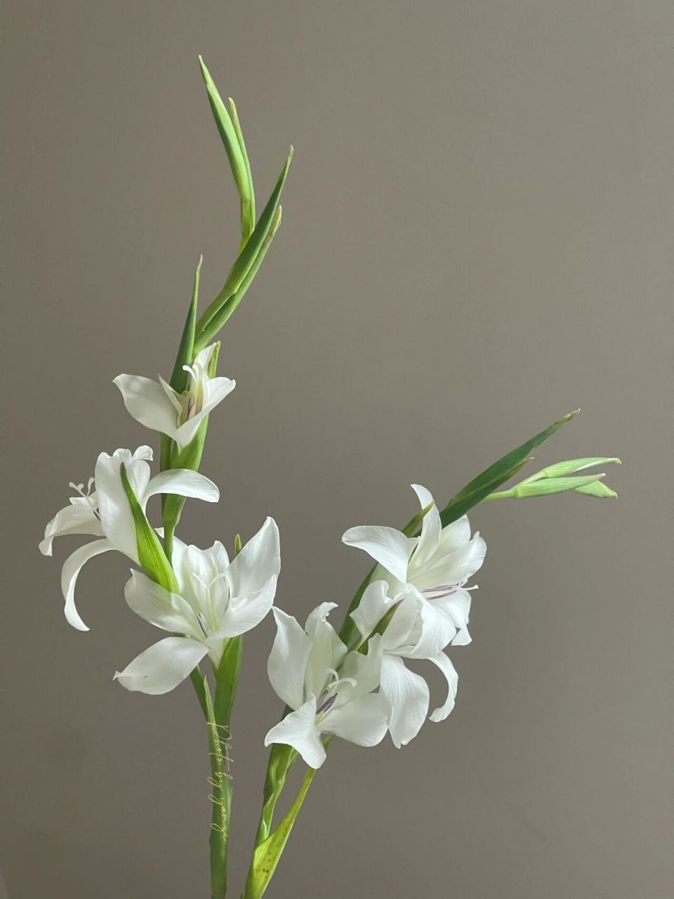 荷兰小剑兰|白色