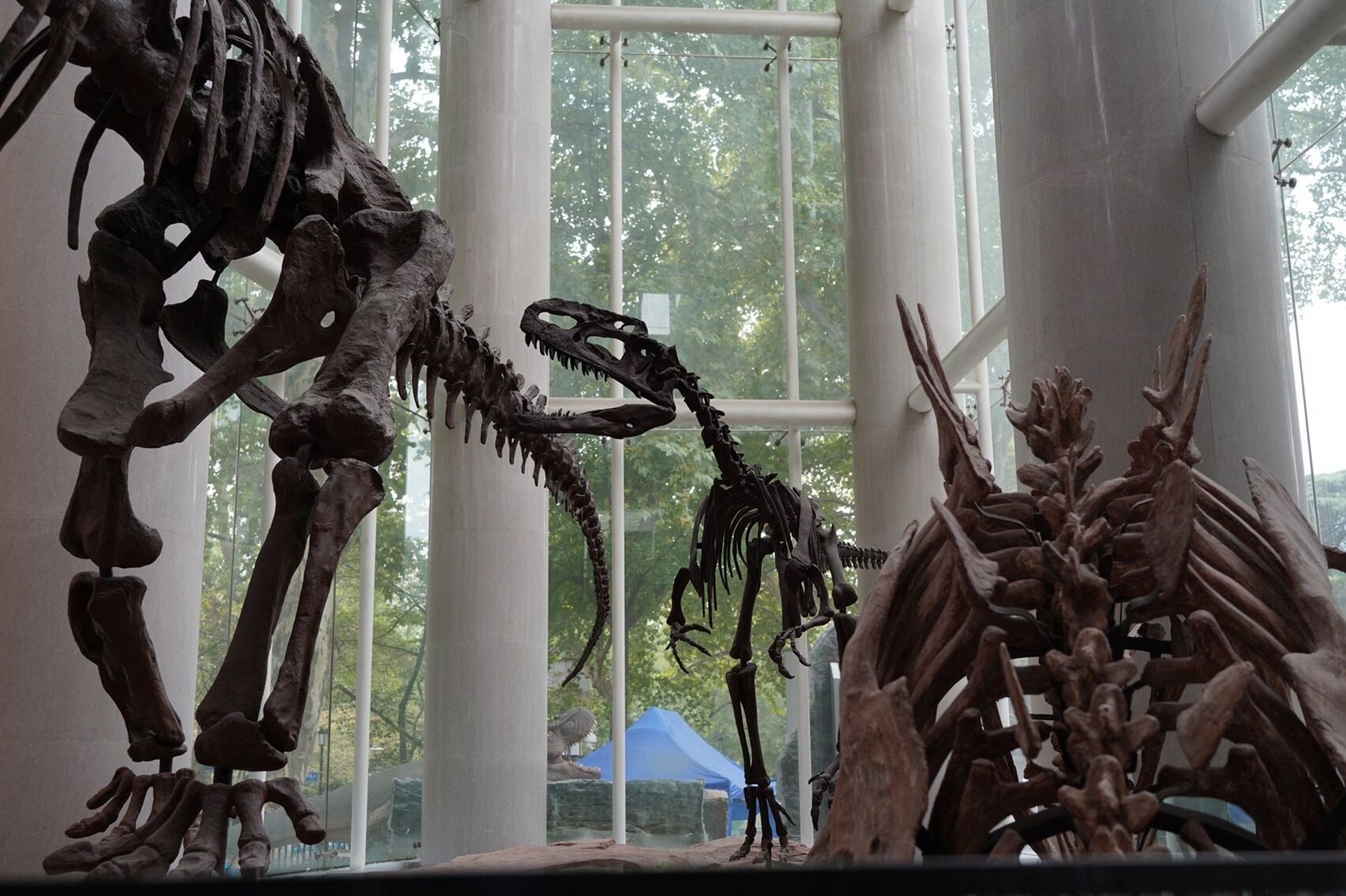 南京古生物博物馆,了解远古生命的好去处 南京古生物博物馆坐落于玄武