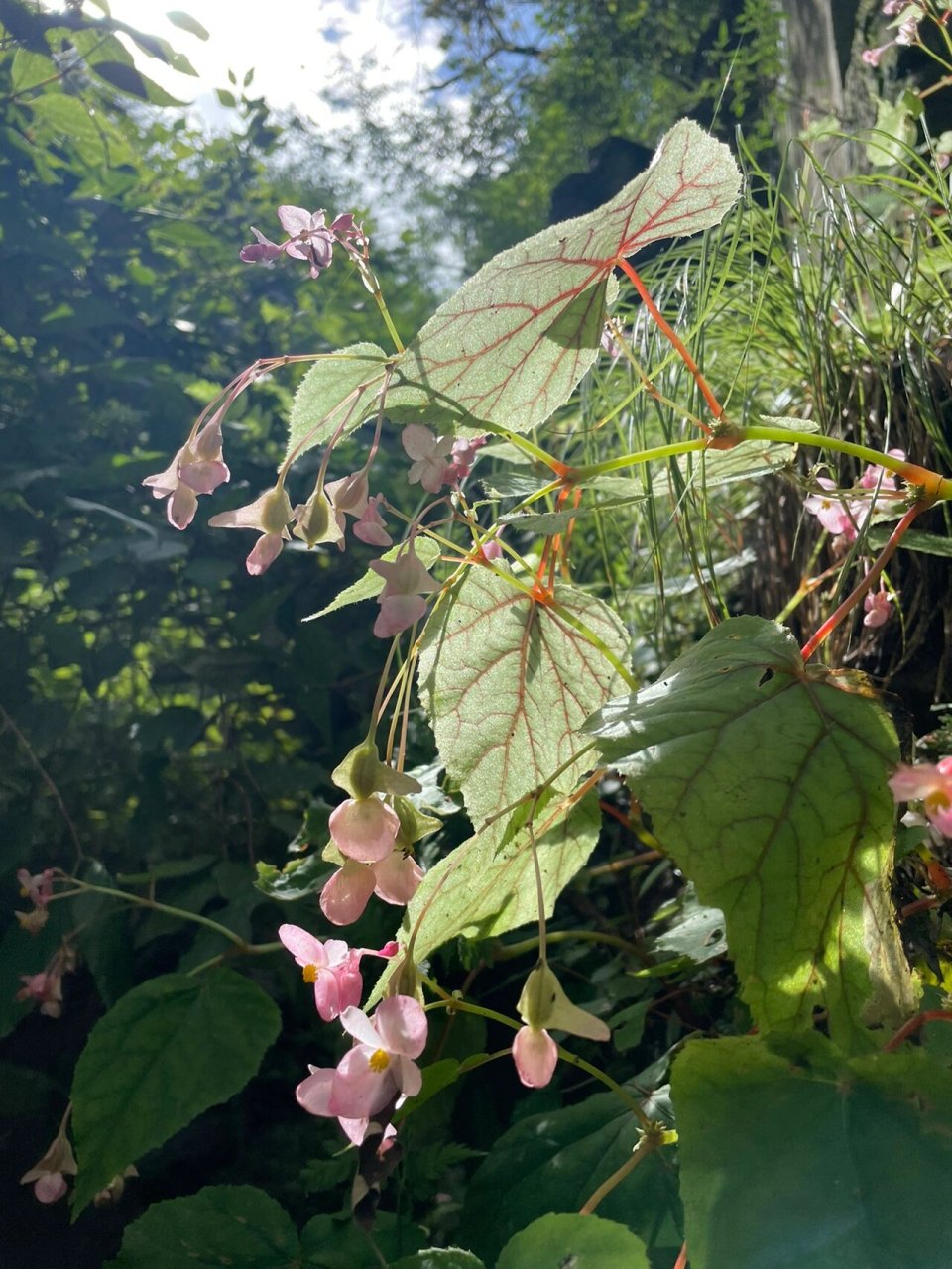野生中华秋海棠 我们俩最喜欢的两种小野花,其中一种是中华秋海棠.