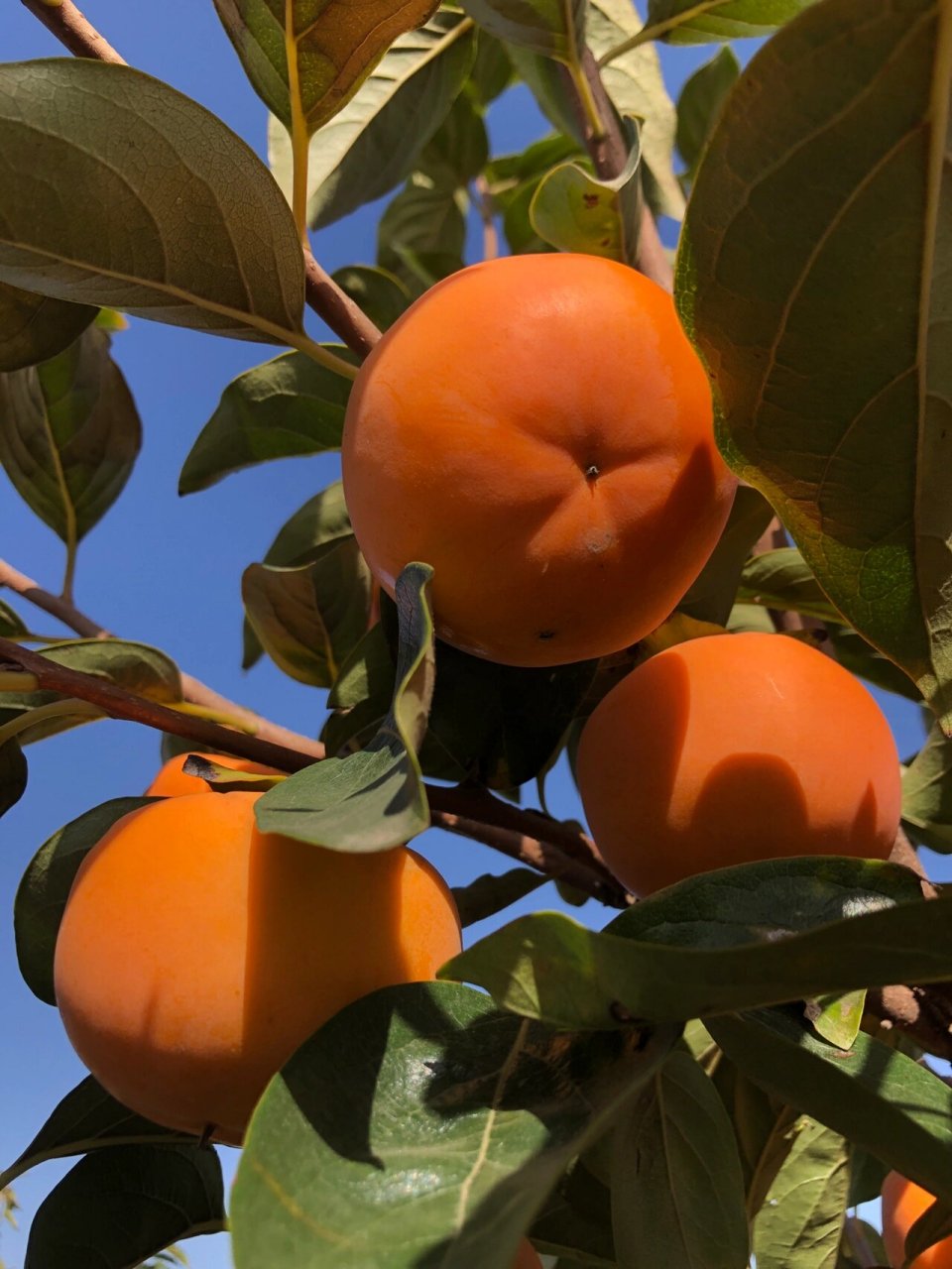 来报恩的脆柿子树 蓝天下的柿子,太爱了,打包装箱发快递