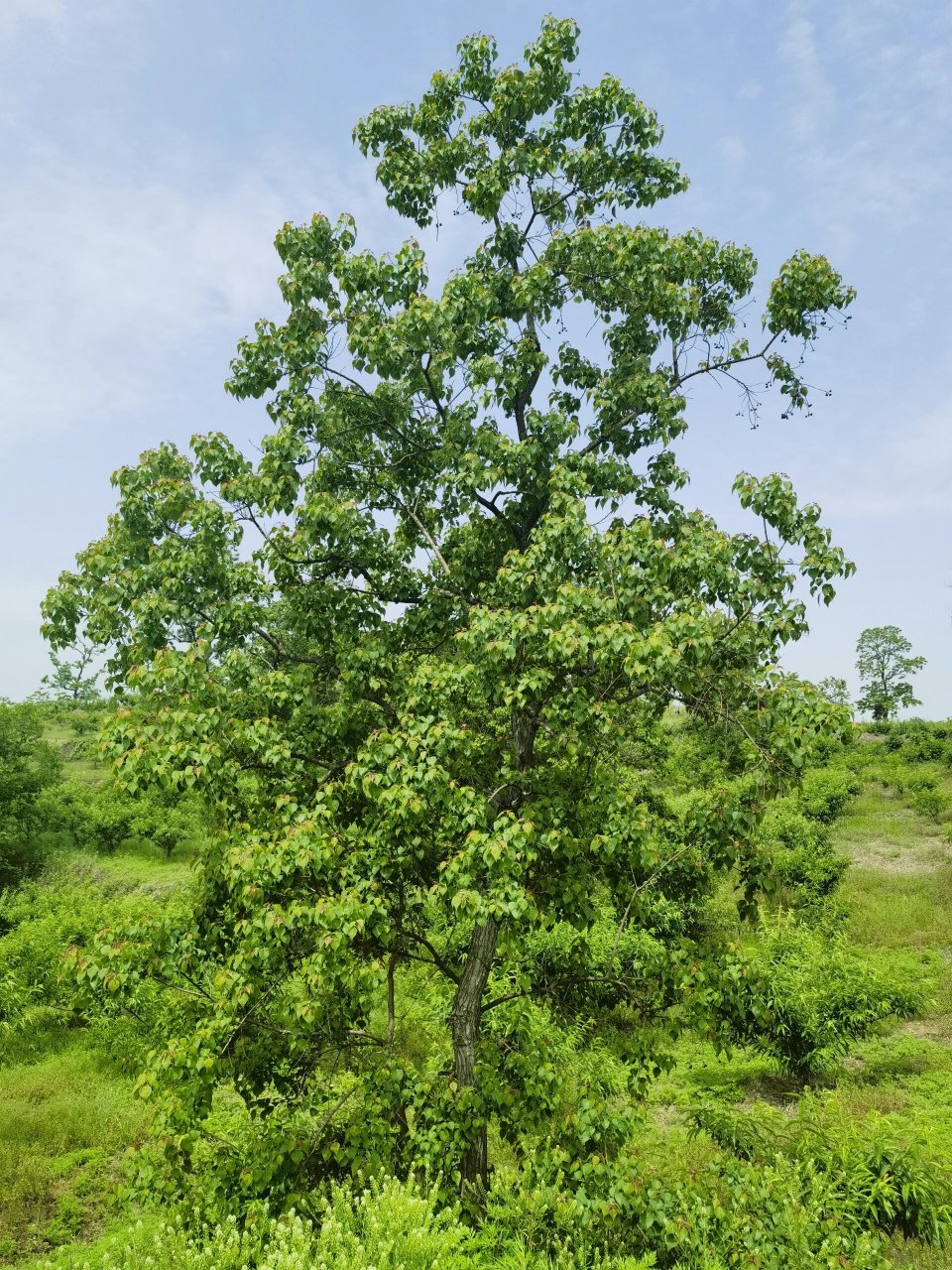 秋季来北山看乌桕(红叶)        被誉为"乌桕之乡"的大悟县,目前共有
