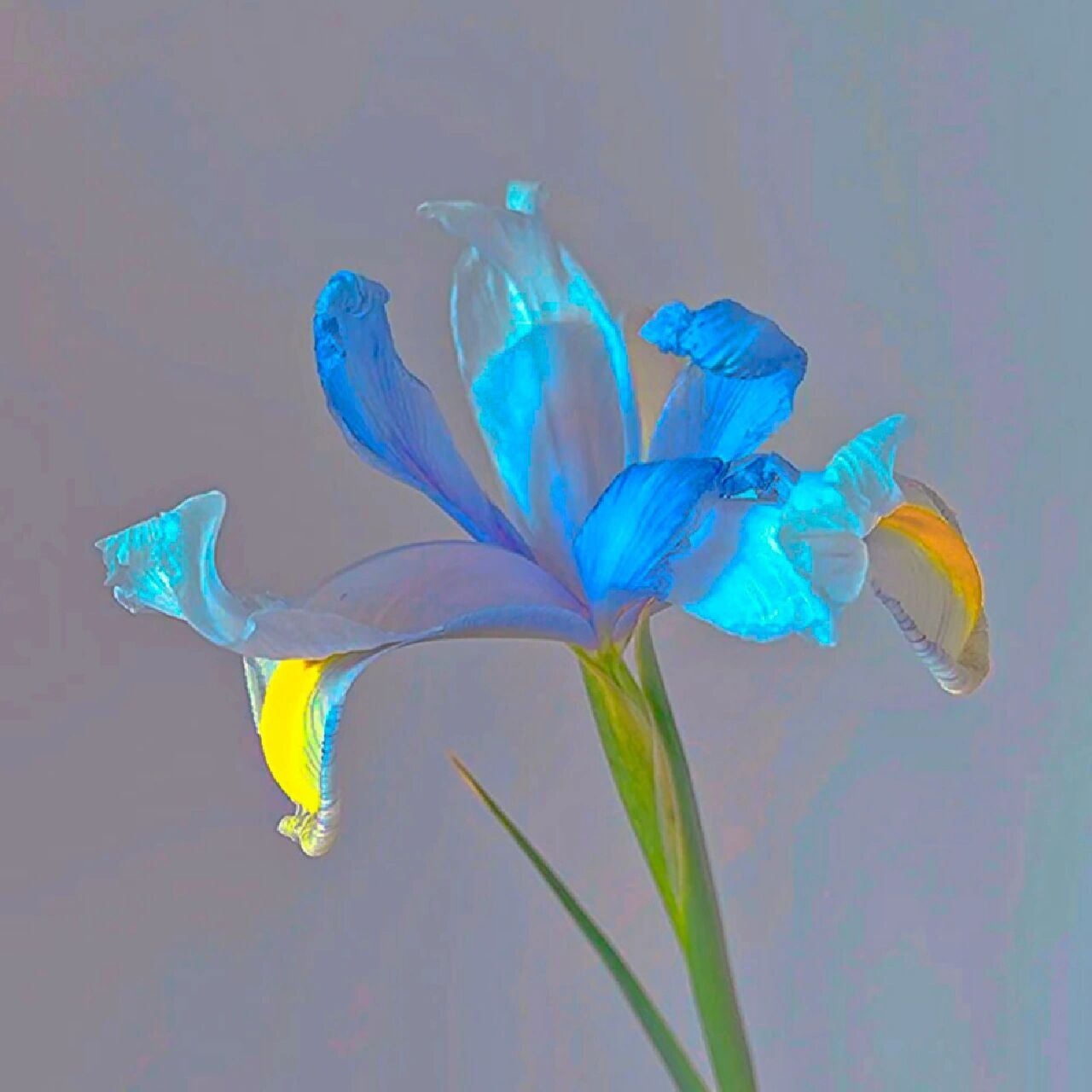 鸢尾花花语:绝望的爱