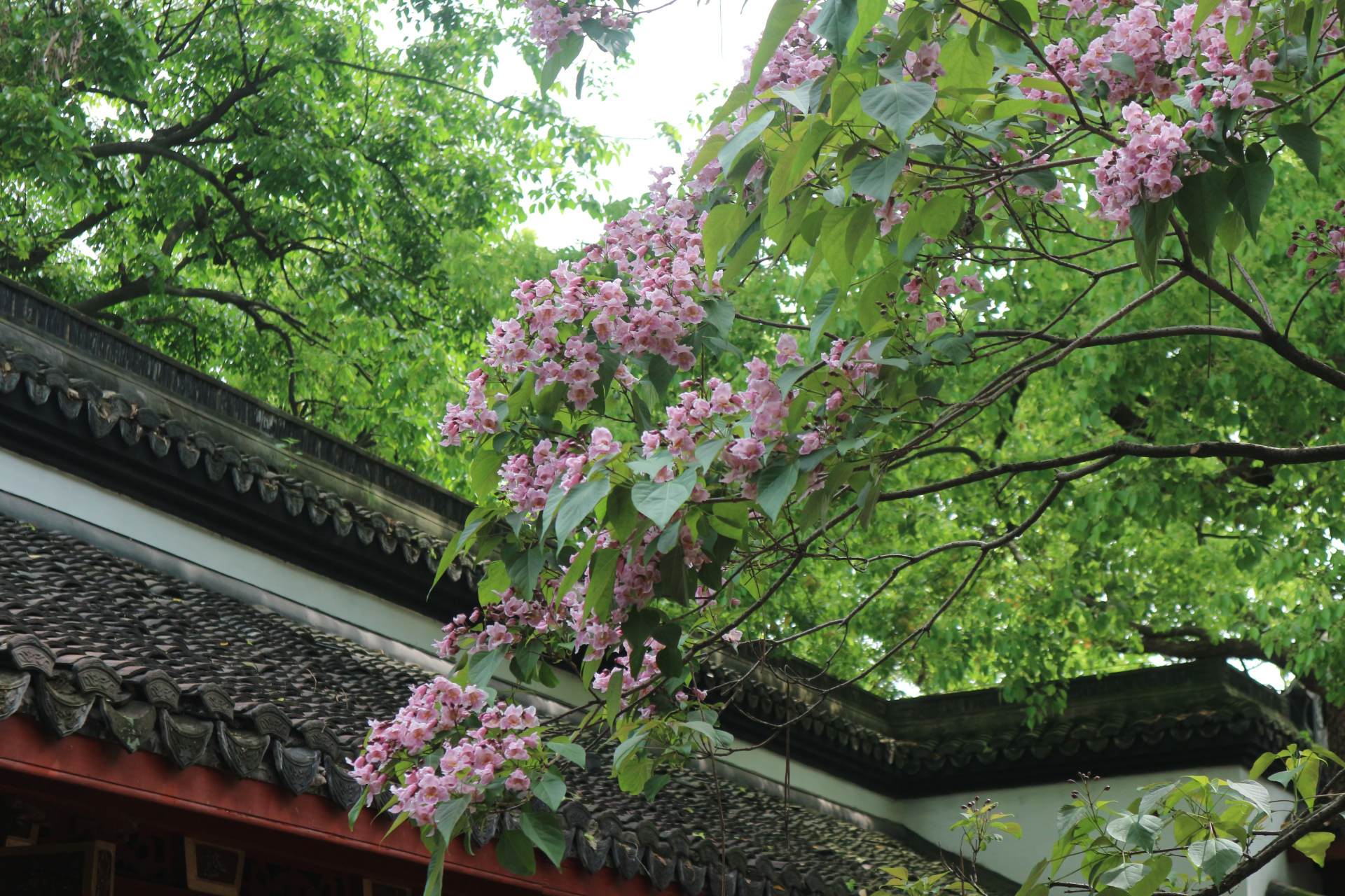 吴山东岳庙二株537年树龄的古楸树开花了,清香怡人.