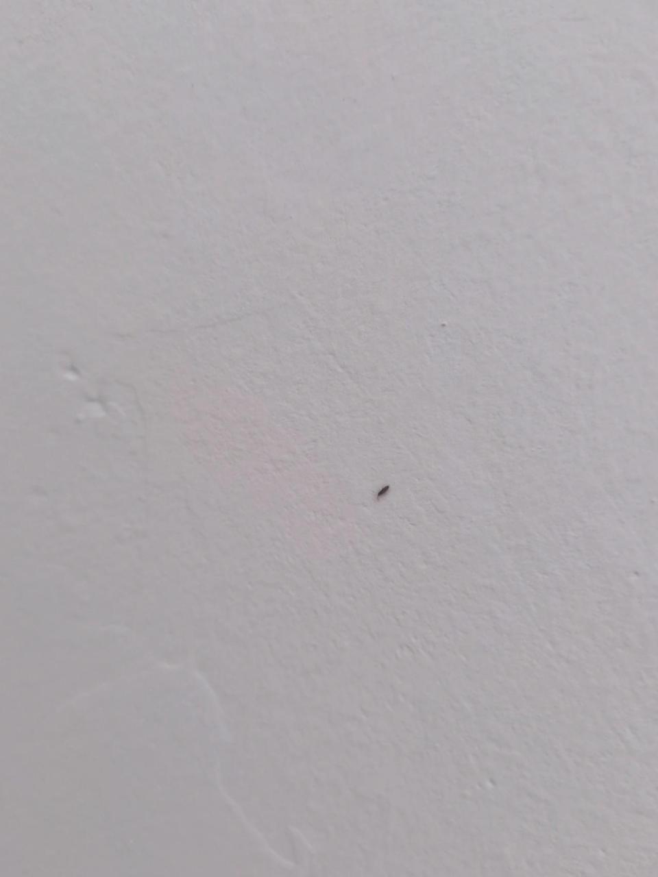 这种不知名小虫 这几天发现墙上还有新买的拼接床上都好多这小虫子