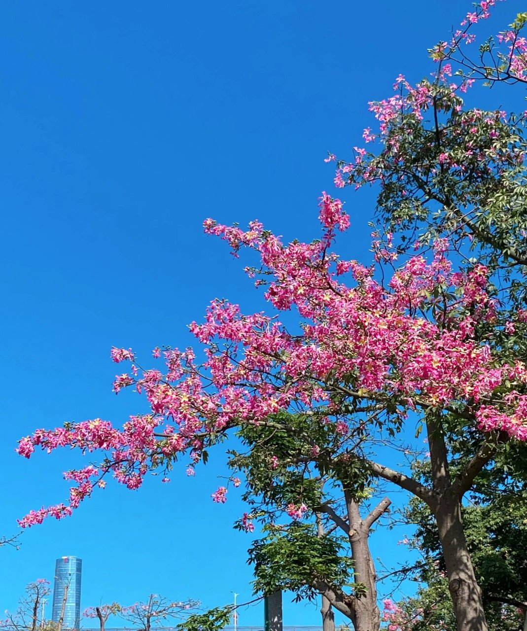 横琴长廊花海图片