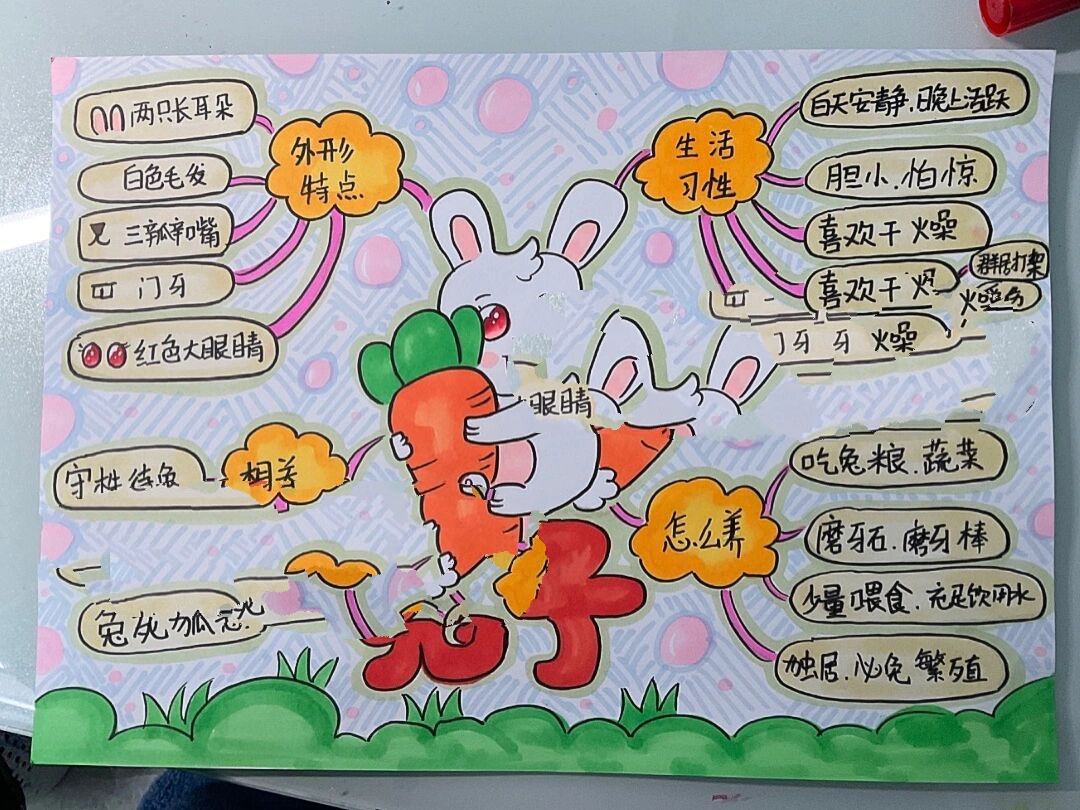 兔子思维导图简单版