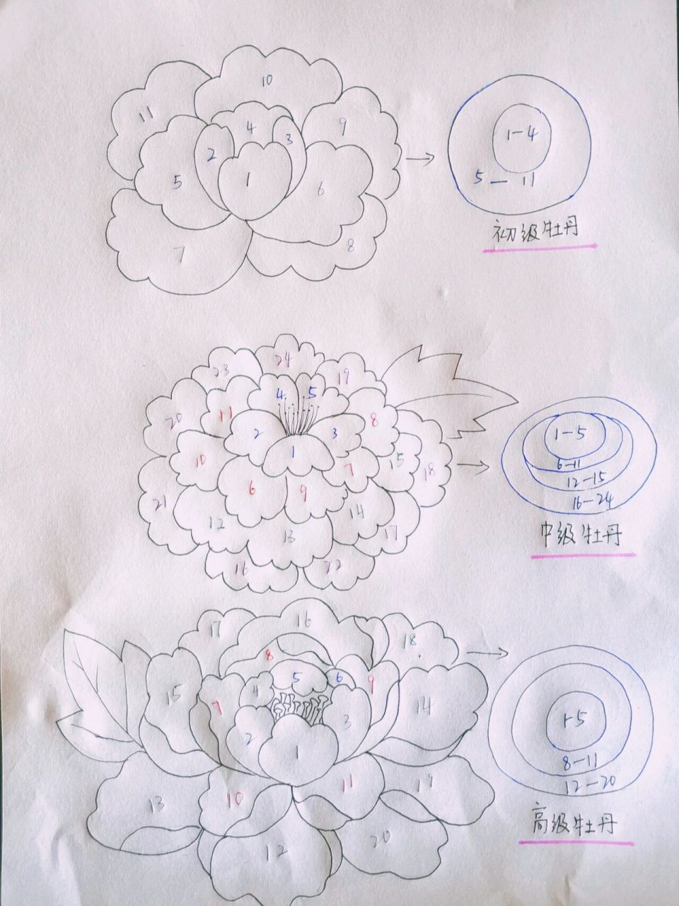 牡丹花分解绘画| 91图中有初级,中级,高级牡丹分解画法.