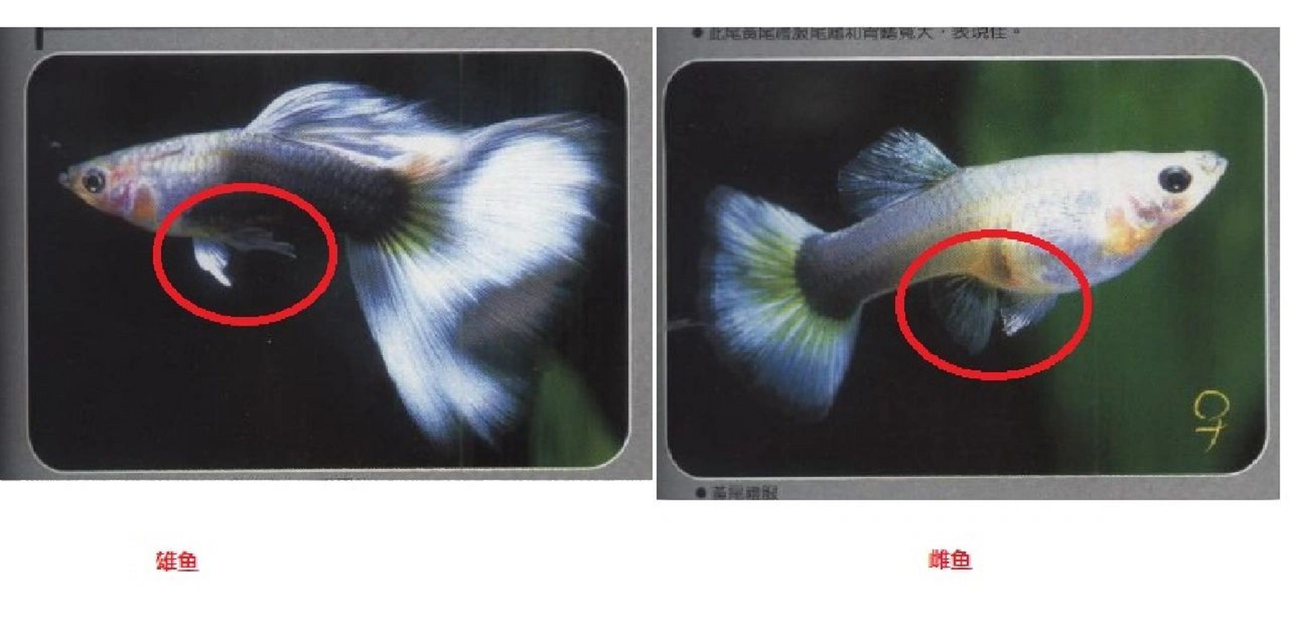 孔雀鱼辨别公母图解