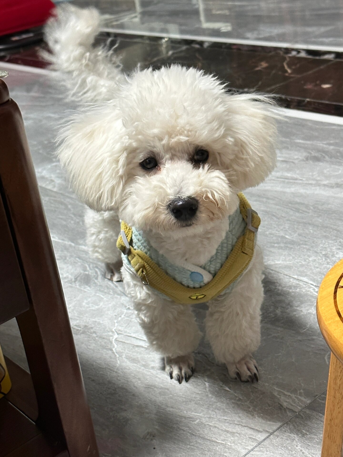 比熊尾巴不贴背怎么回事 快7个月的比熊怎么尾巴还不贴背啊