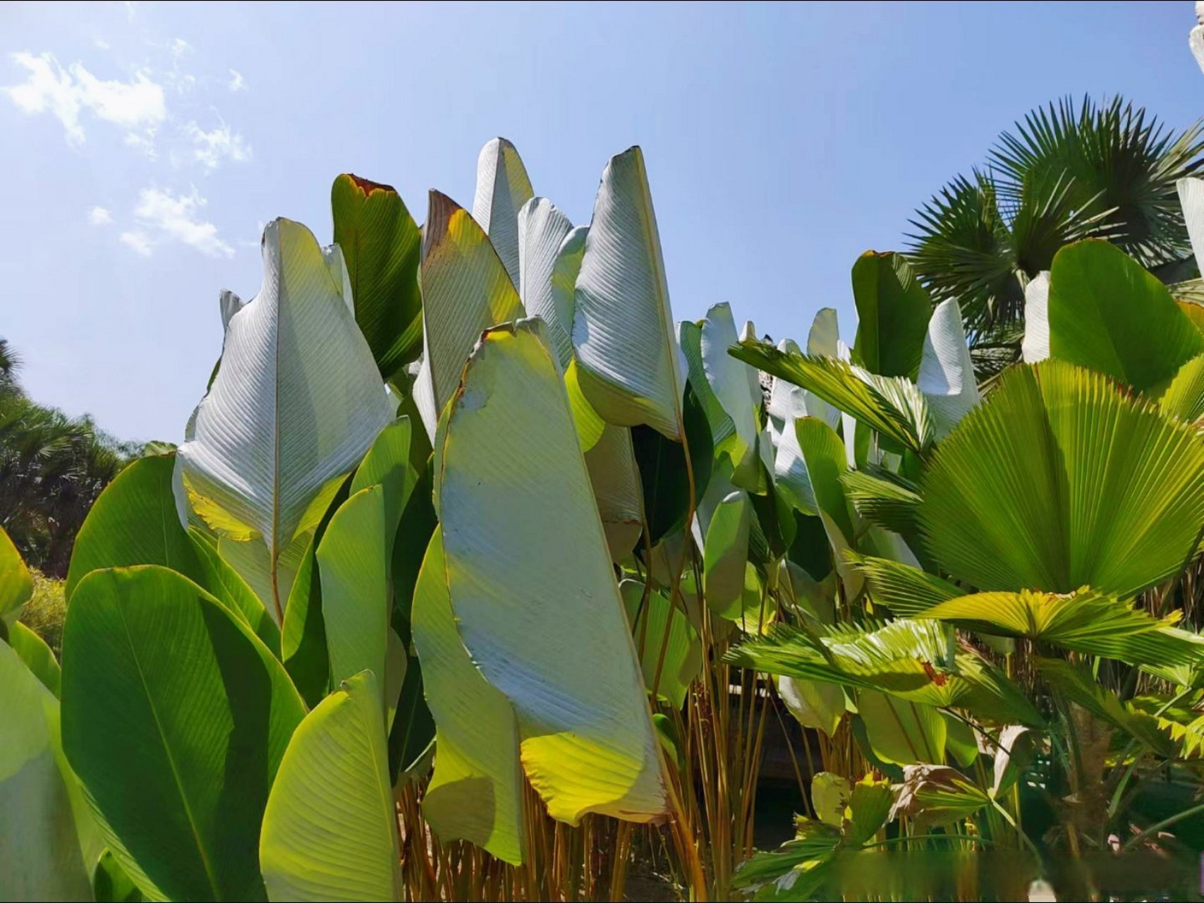 云南植物研学之旅系列(33)———雪茄竹芋,雪茄竹芋别名黄花竹芋,竹芋