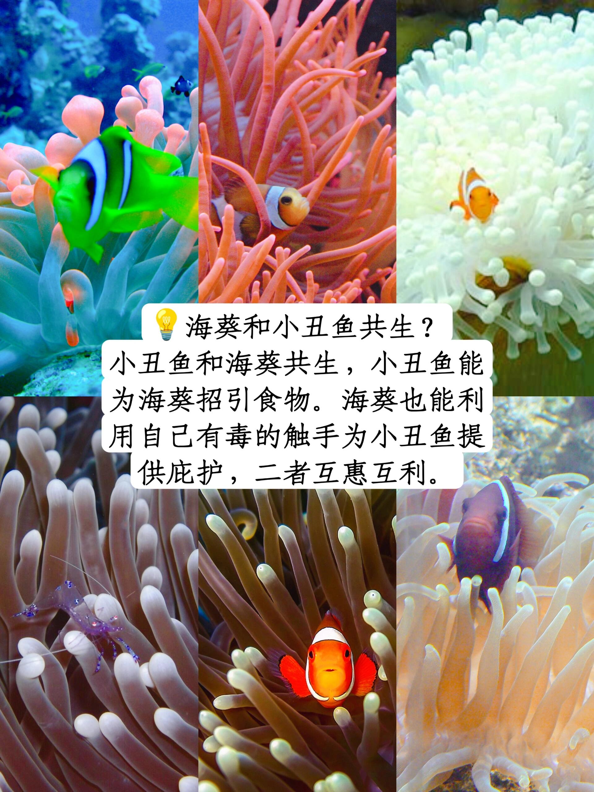 海洋植物名称及图片图片