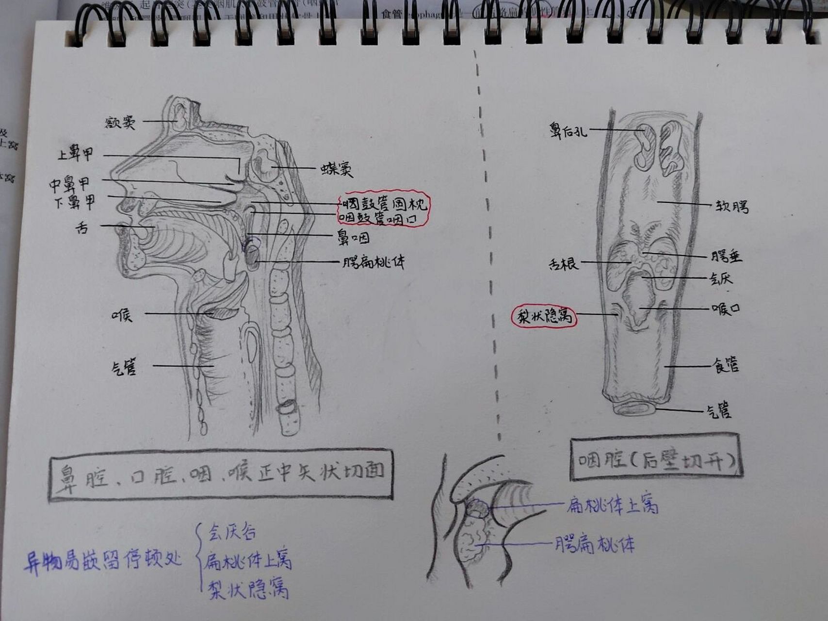 咽部结构图正面图片