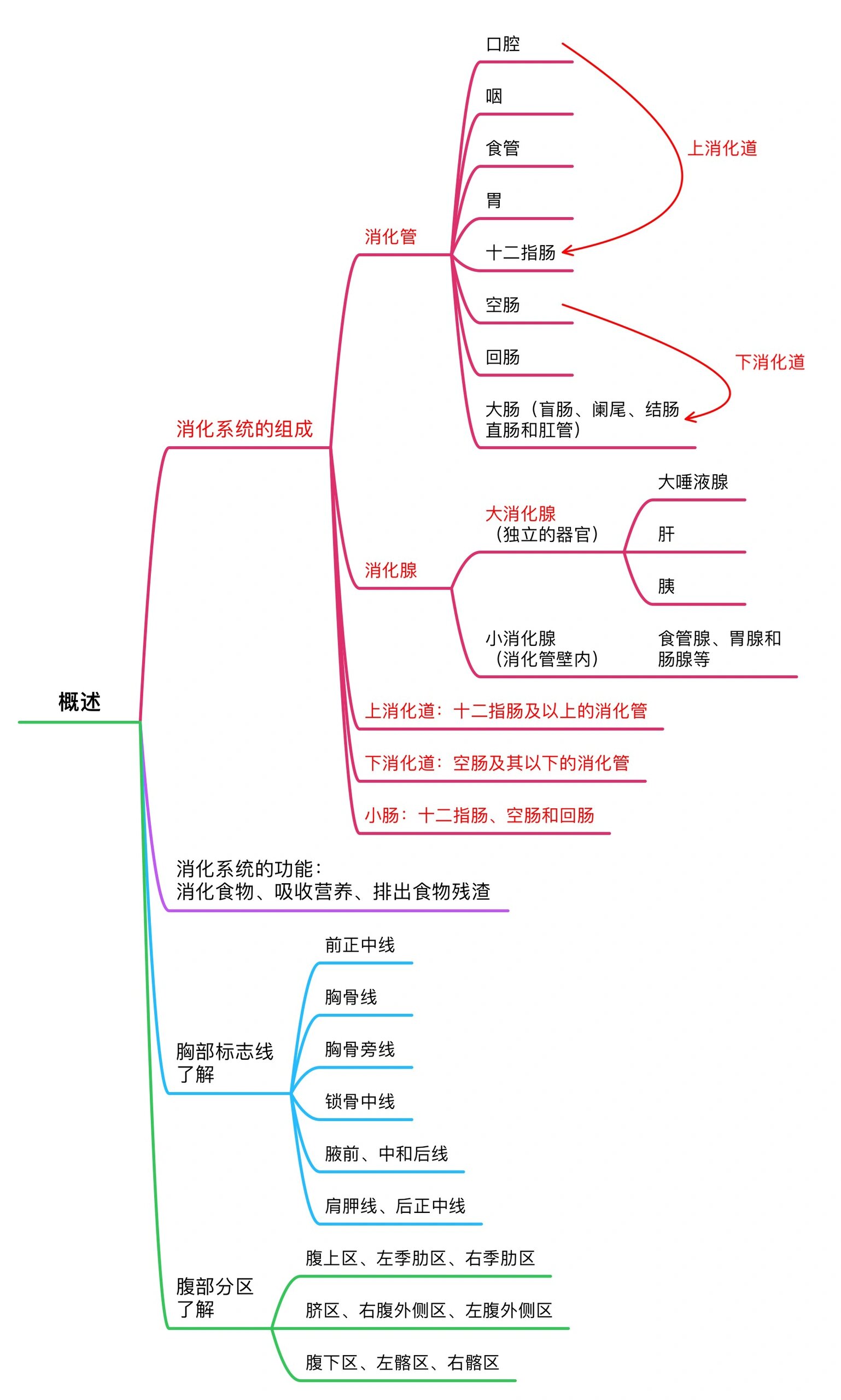 消化系统思维导图七下图片