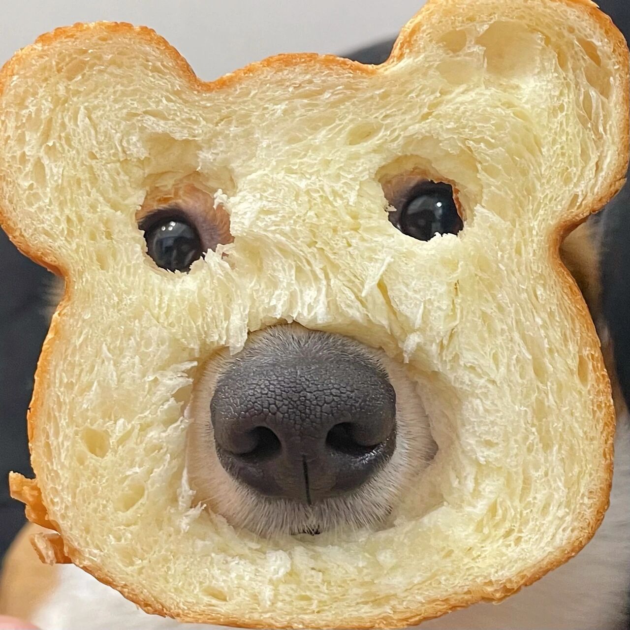 面包狗狗头像图片