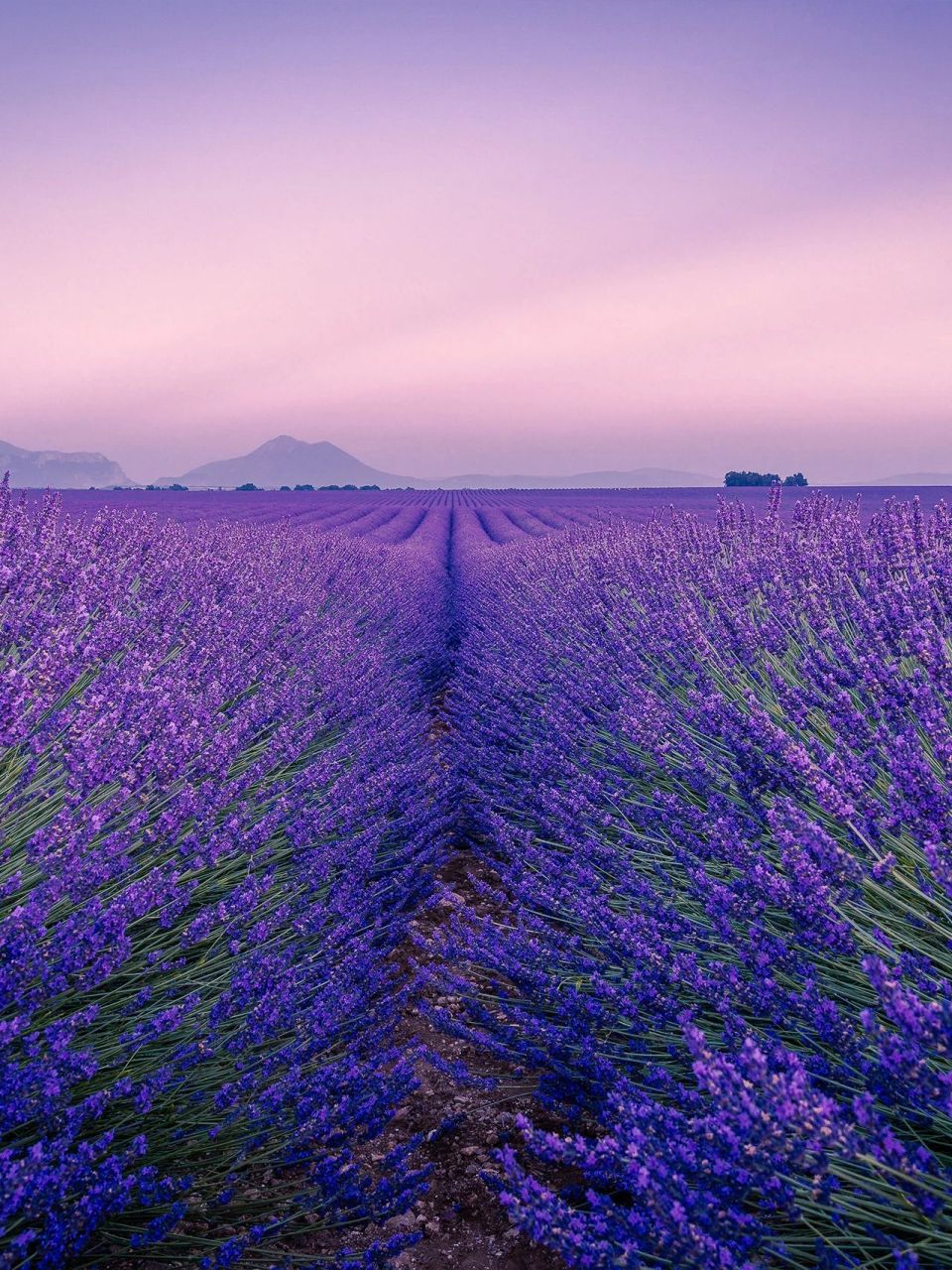 普罗旺斯薰衣草96观赏地|沉浸在紫色90花海 薰衣草 (lavender)的