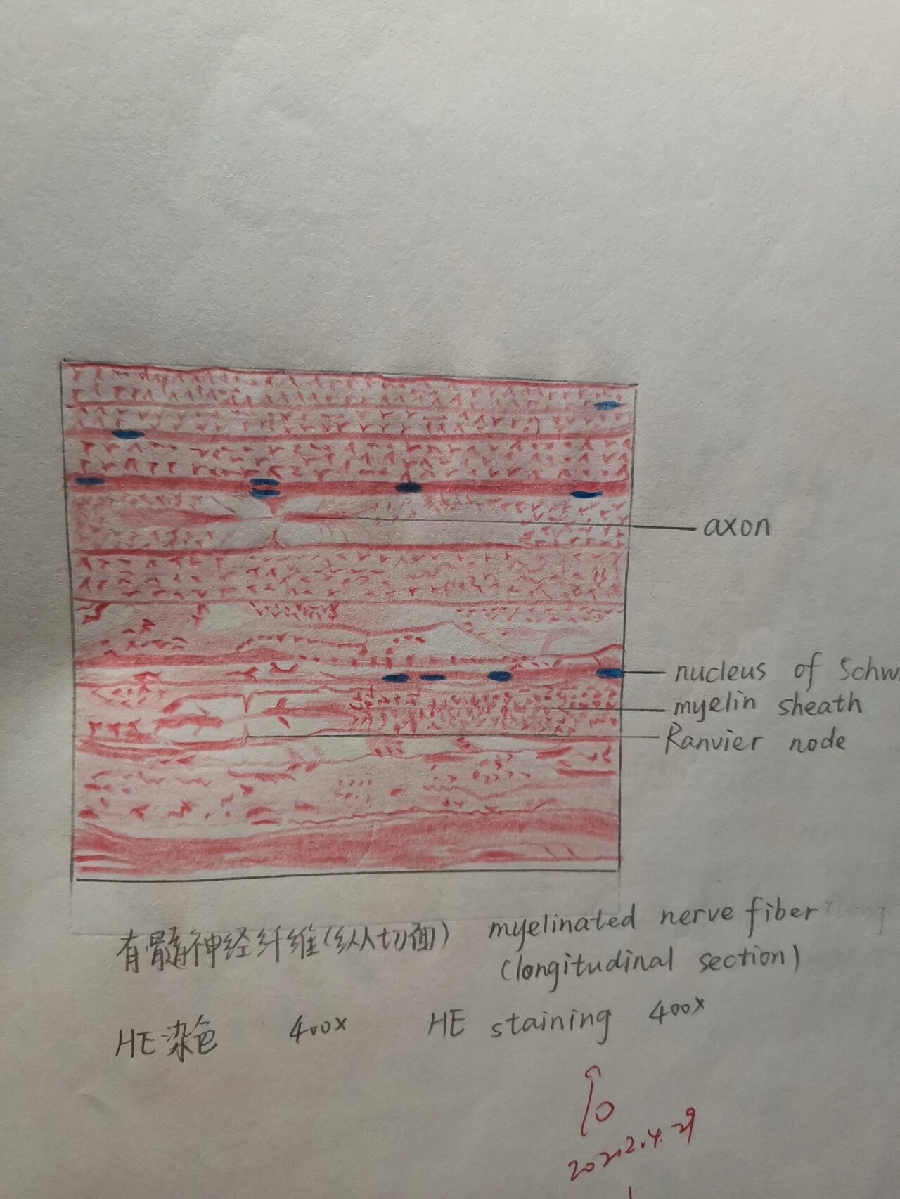 有髓神经纤维结构图图片