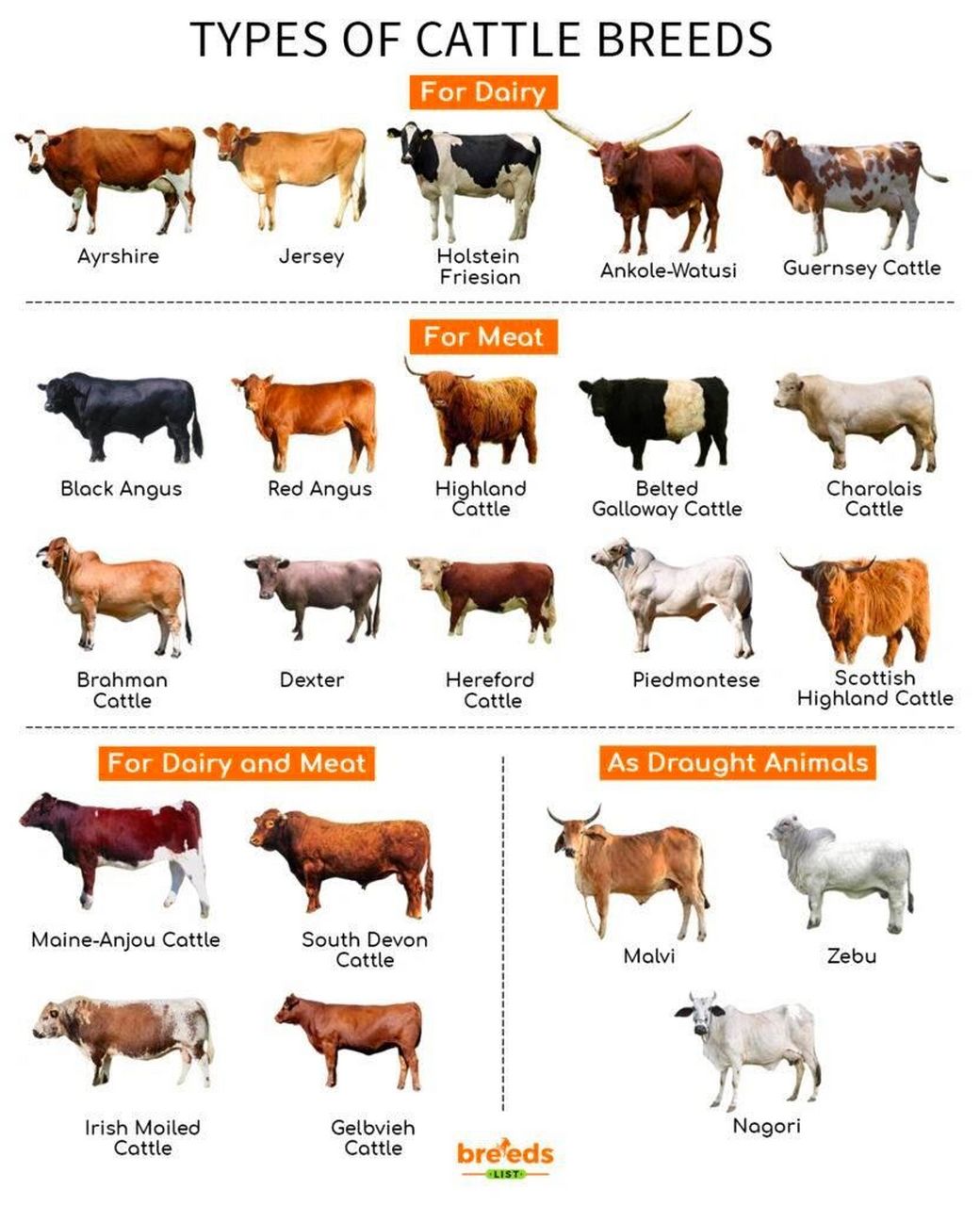 外国肉牛品种图图片