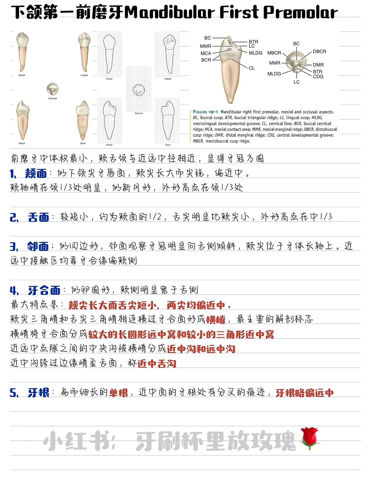 口腔解剖生理学|03|前磨牙的形态结构特点