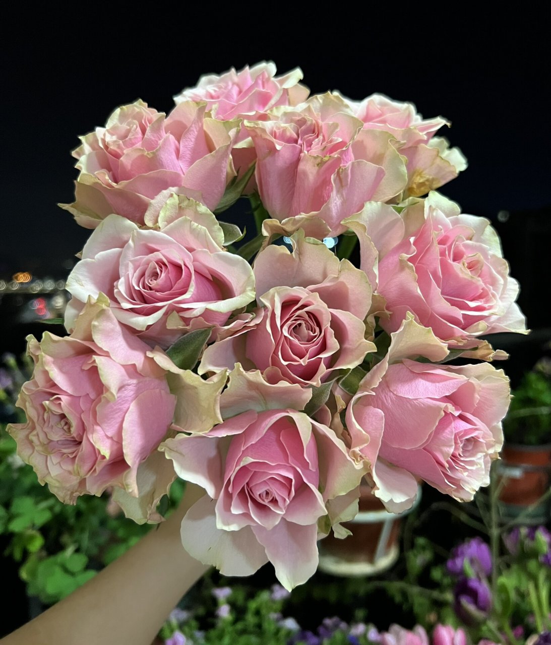 玫瑰|桃花源(迪瑞特) #解锁玫瑰# 561. 桃花源.