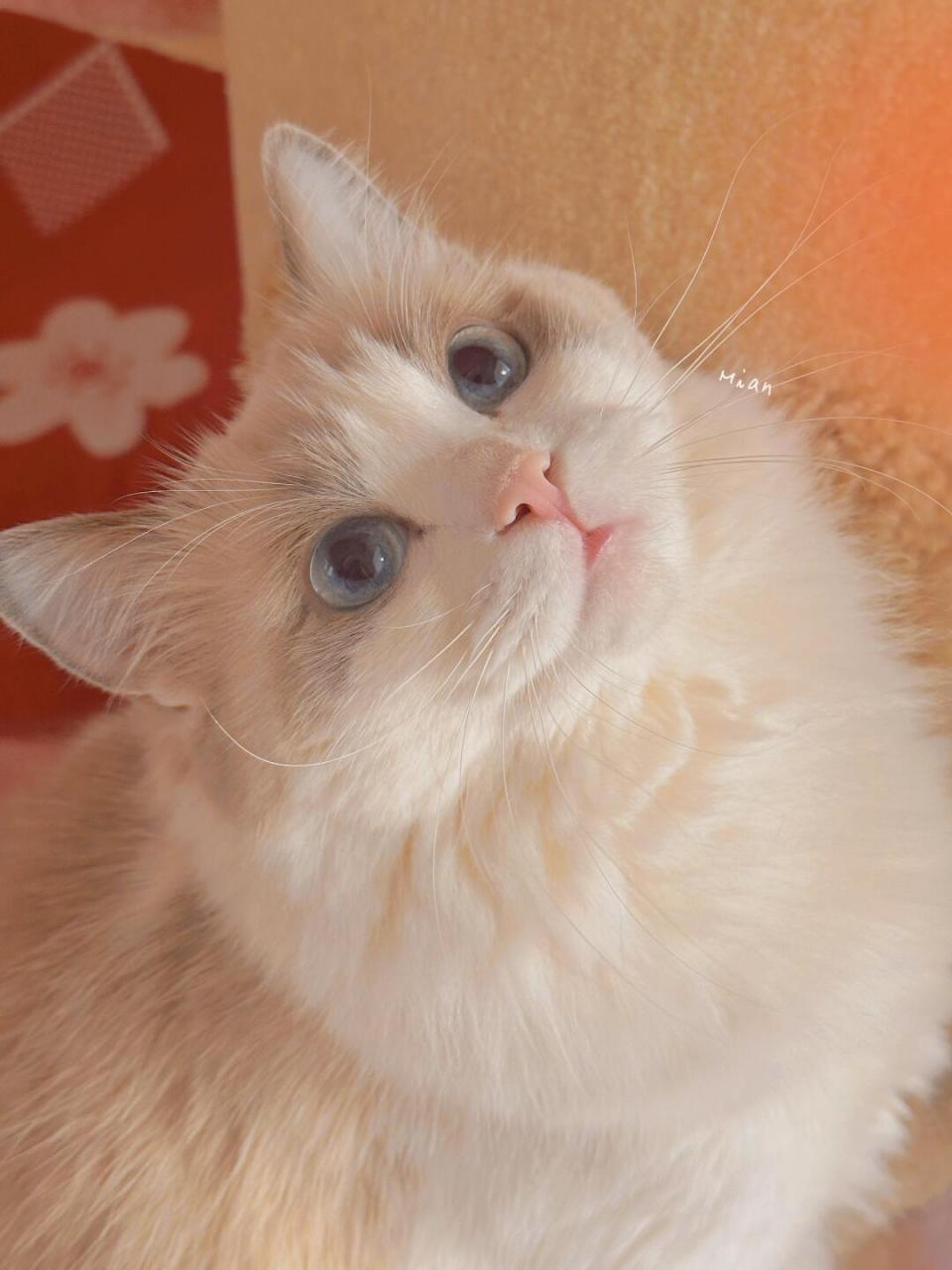 今天是92橙色小绵宝～#我的治愈系猫咪# #萌宠营业照# #布偶猫仙女