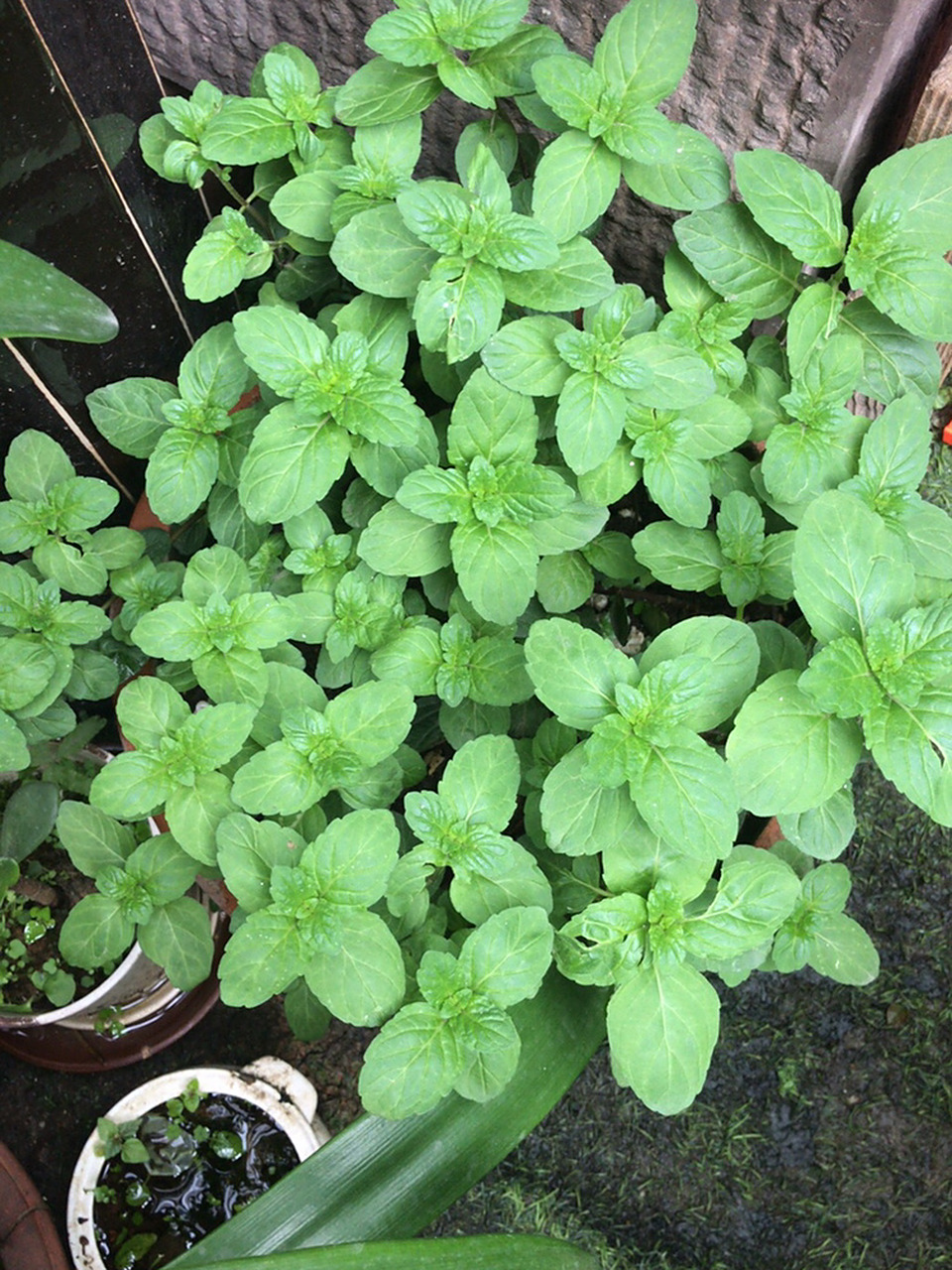 薄荷vs十香菜,有人可以分清楚吗 薄荷凉凉的,随意用水泡,味道都是