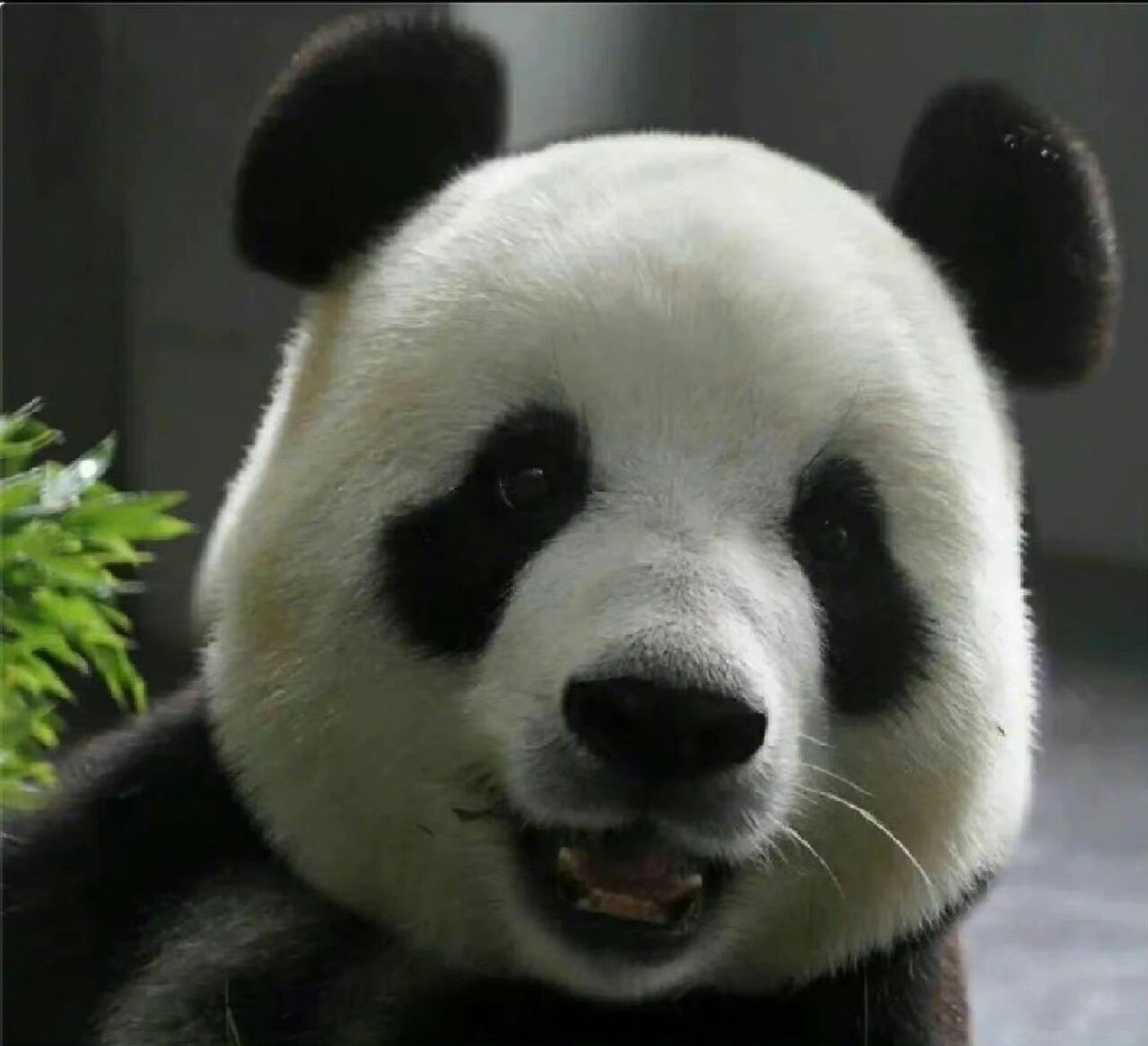 打过金虎,揍过妙音,下班不回家,奶妈一叫就生气,早上起床气还很大