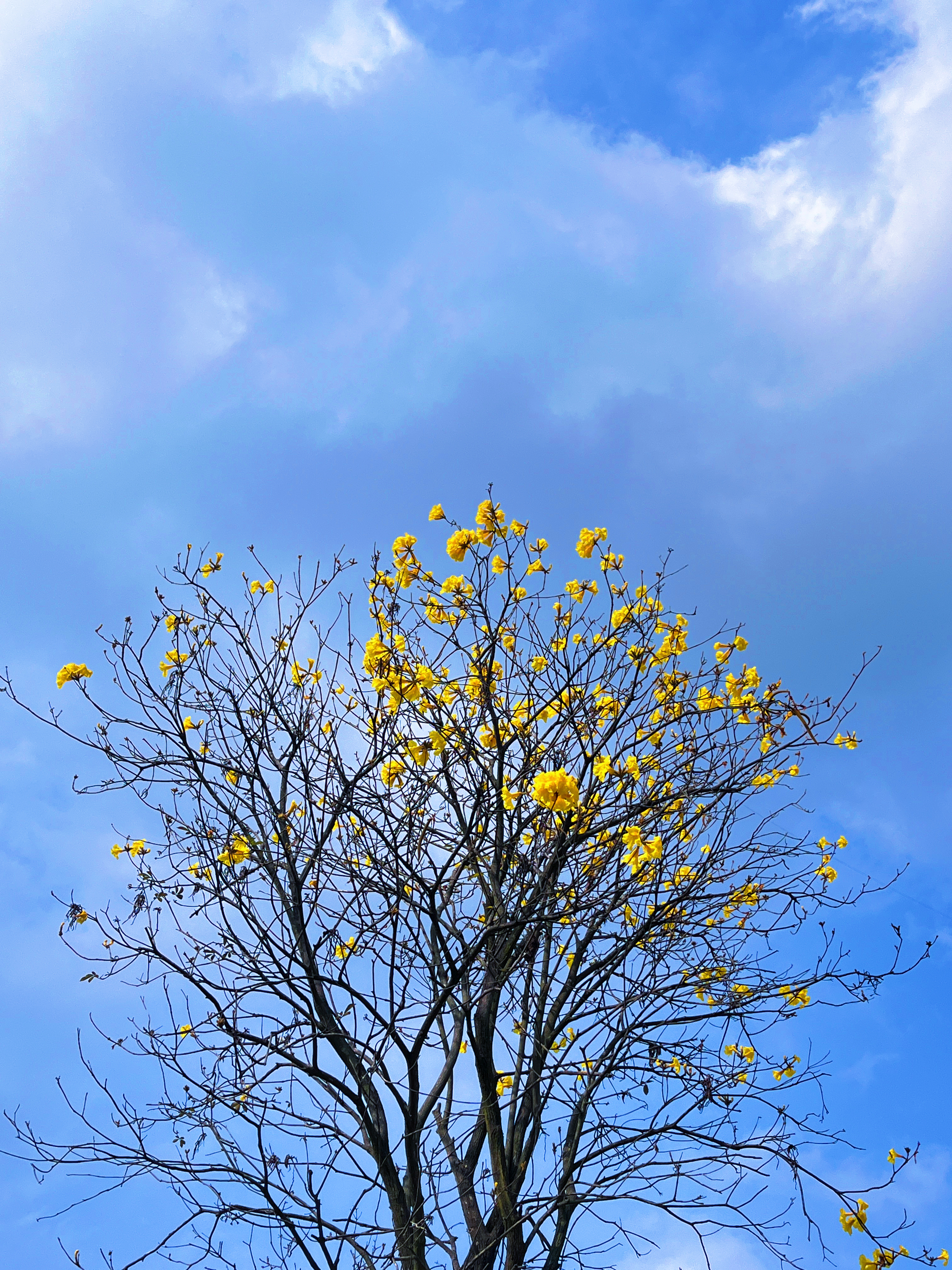 想在春天的黄风铃花木下虚度时光.