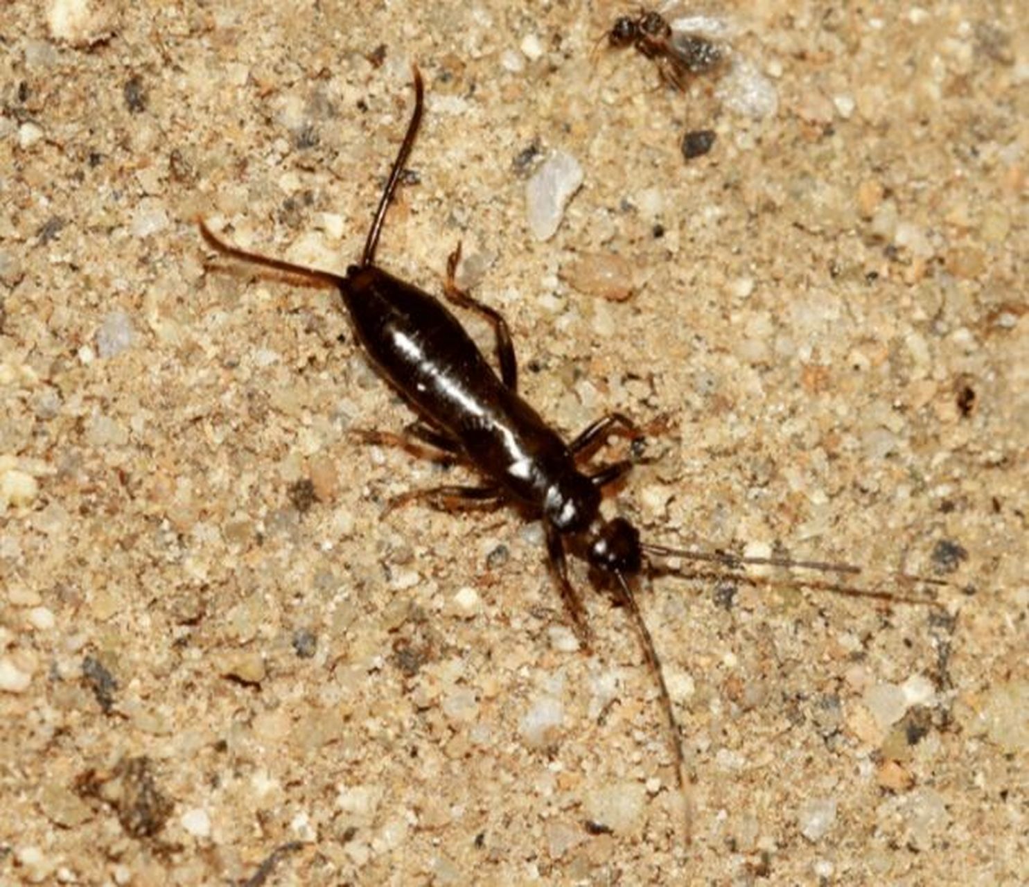 家里的蠼螋是从哪来的 蠼螋一般生活在室外,但是有时也会爬入家里